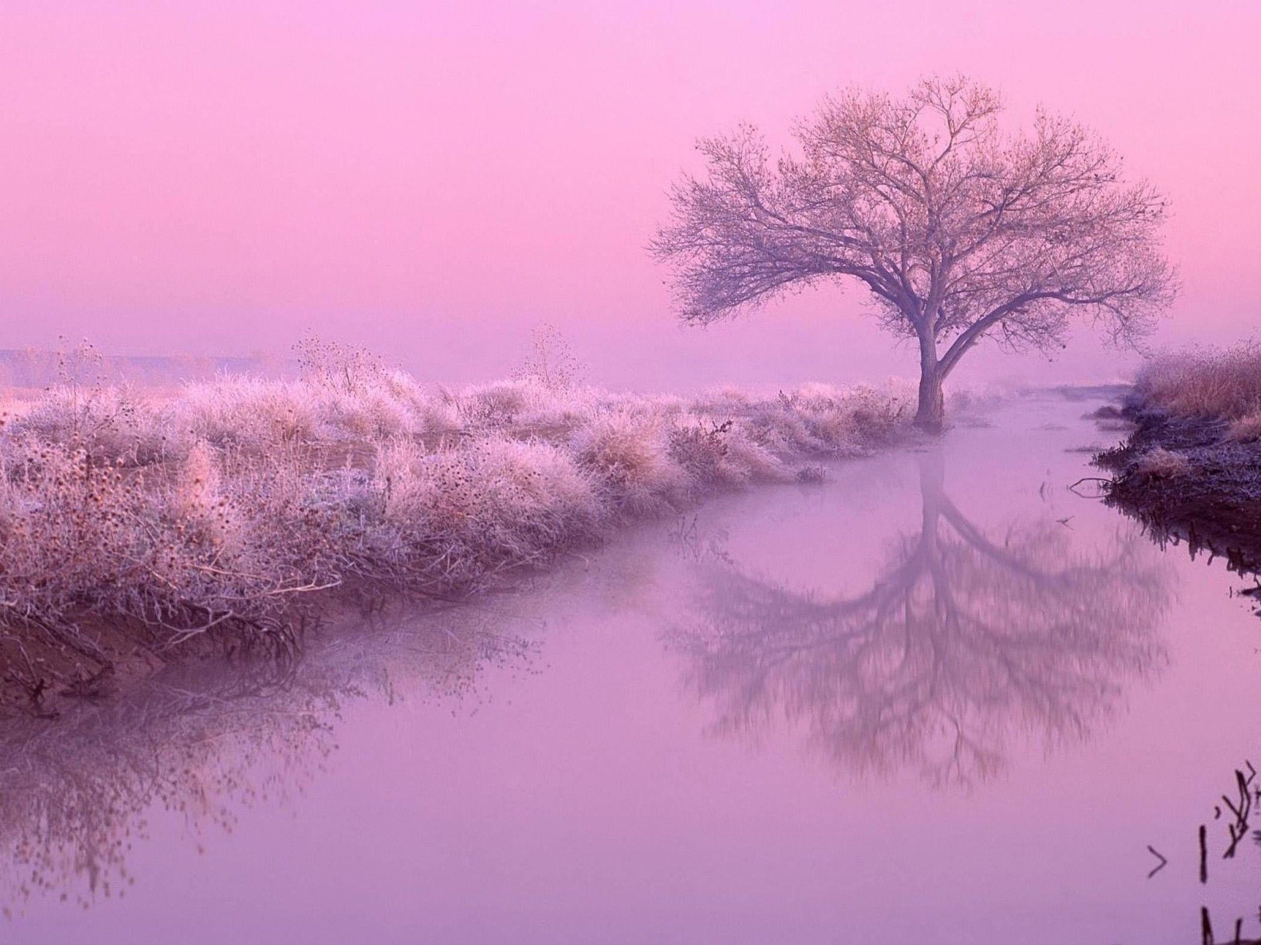 Pink and Purple Nature Wallpapers - Top Free Pink and Purple Nature