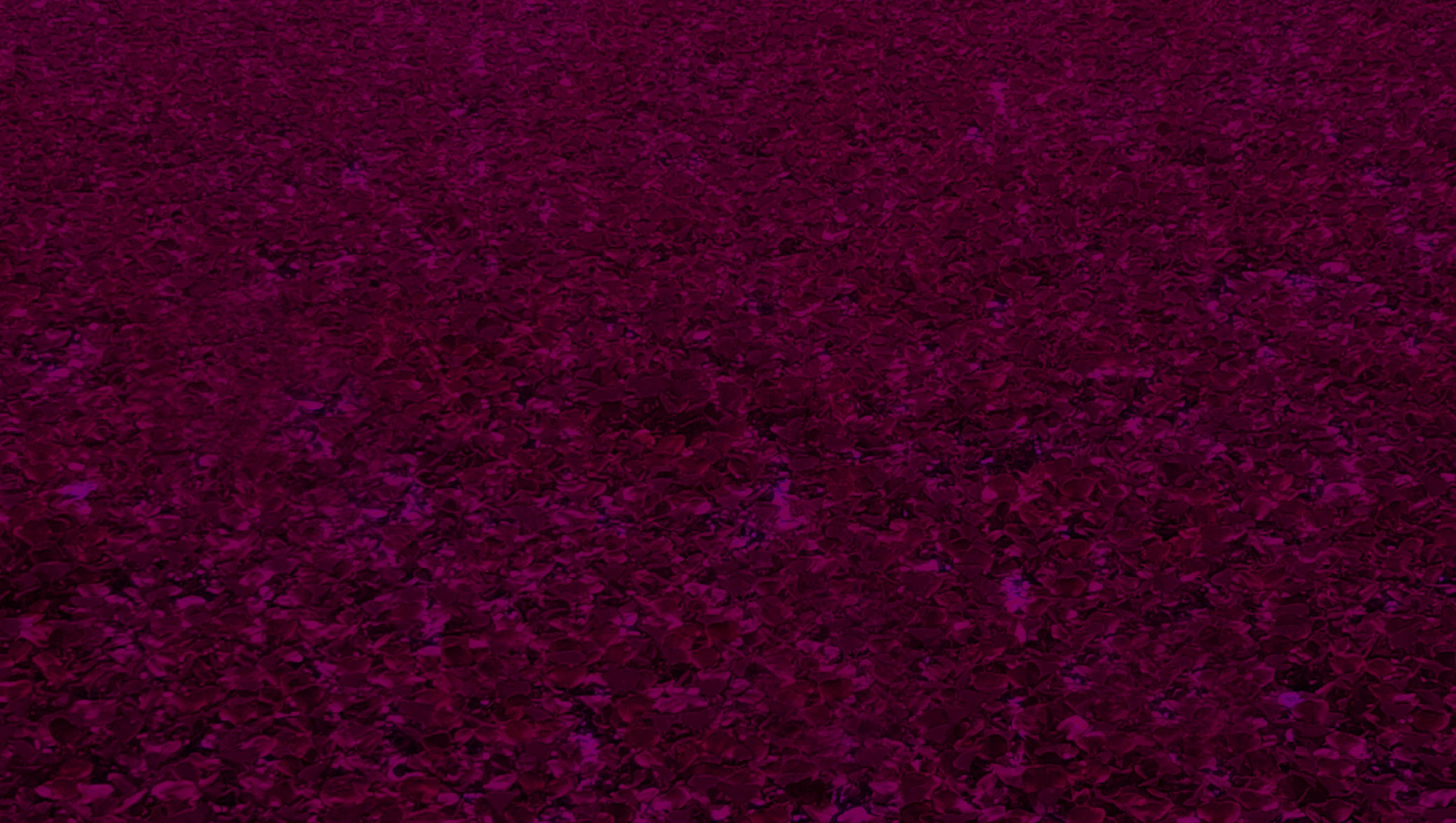 4160x2352 Dark Pink Nature Wallpaper: Free Download Vector, Image, PNG