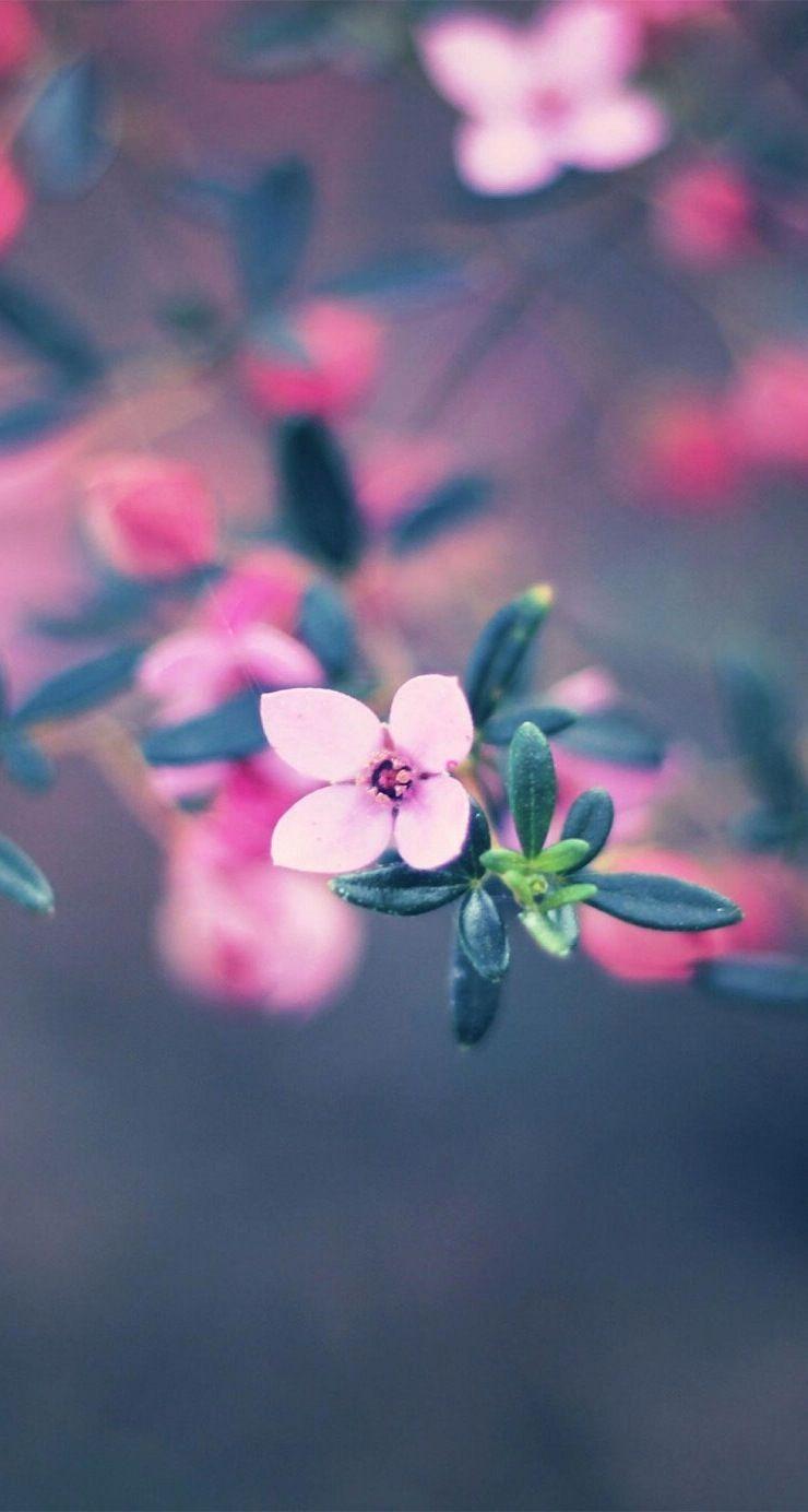 Pink and Purple Nature Wallpapers - Top Free Pink and Purple Nature