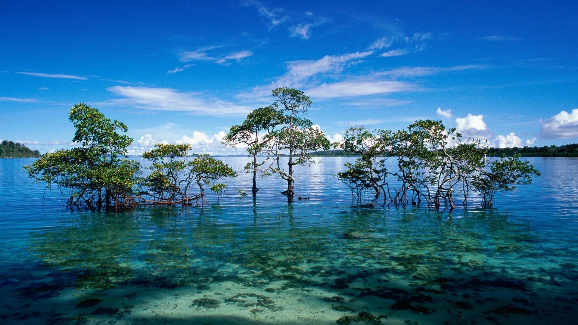 1920x1080 Cool Nature Wallpaper