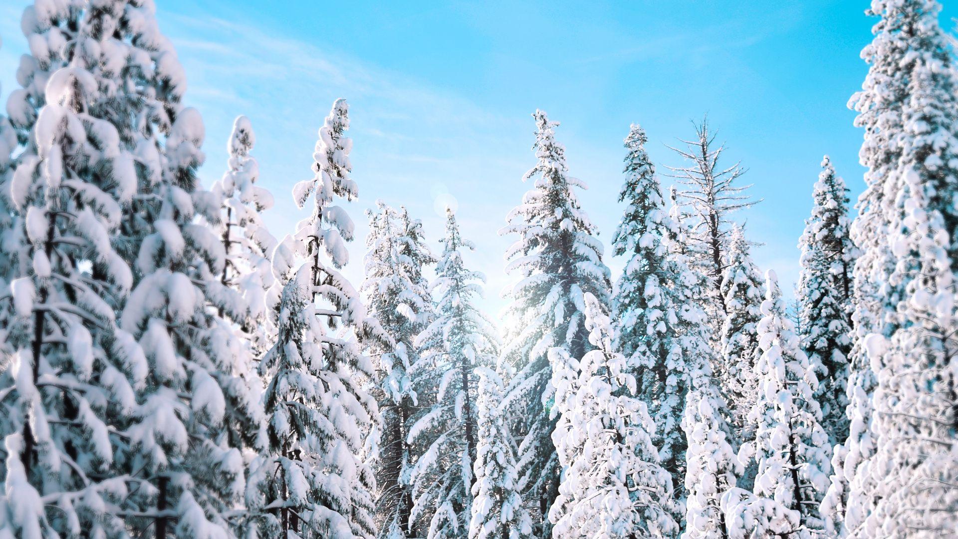 1920x1080 Download 1920x1080 wallpaper yosemite, national park, frozen trees