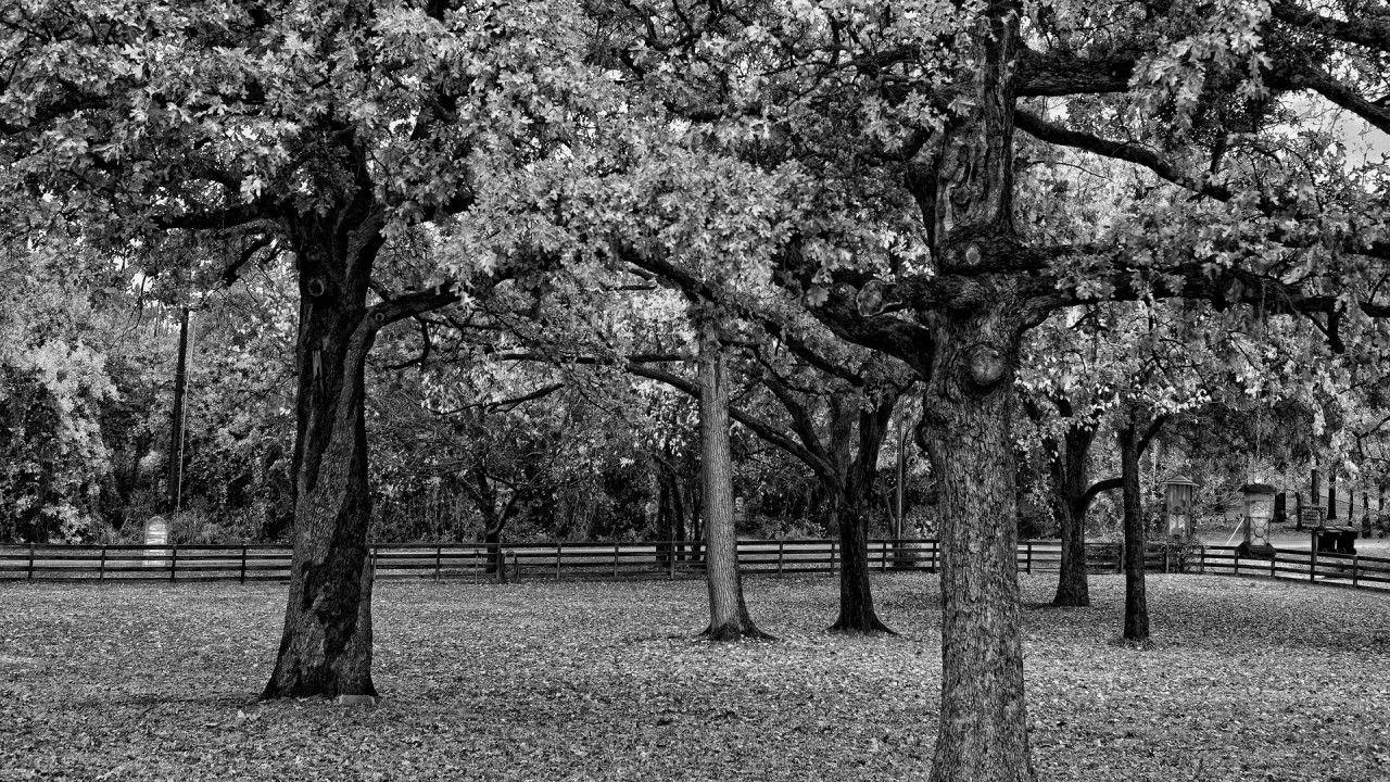 1280x720 Black And White Trees, beautiful, scenery wallpaper