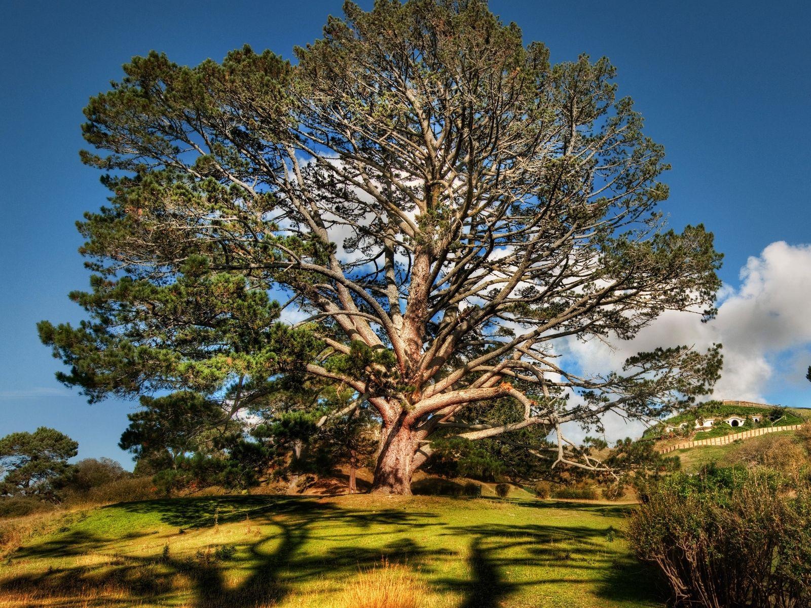 1600x1200 Download wallpaper 1600x1200 tree, summer, sky, beautiful scenery