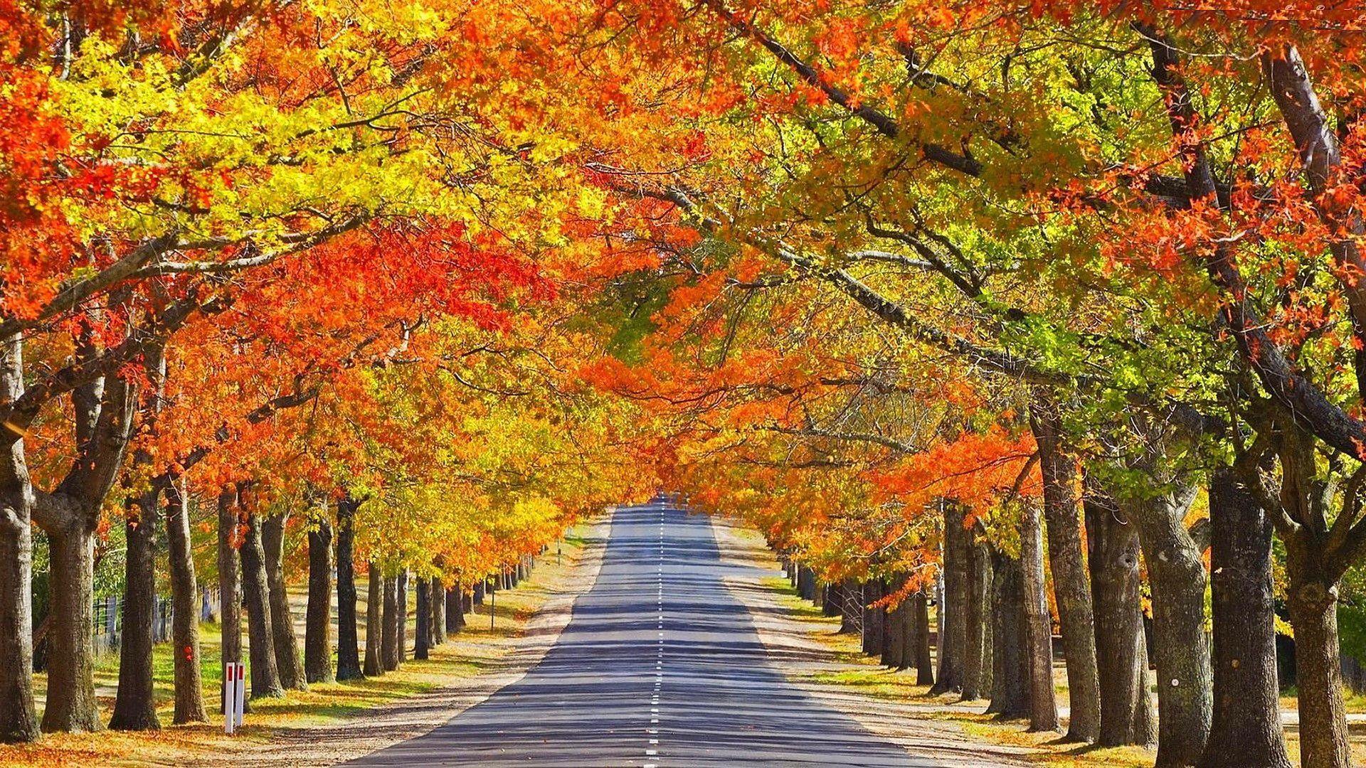 1920x1080 Fall Road Wallpaper