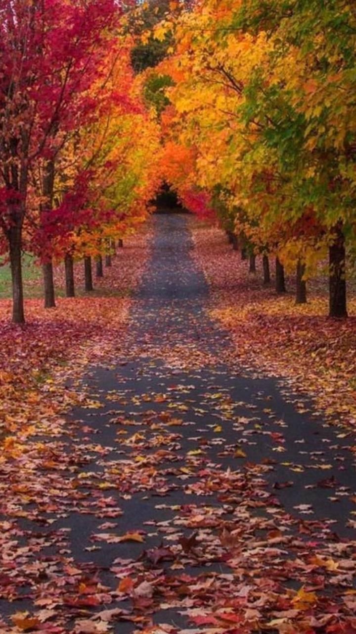 Autumn Road Wallpapers Top Free Autumn Road Backgrounds WallpaperAccess