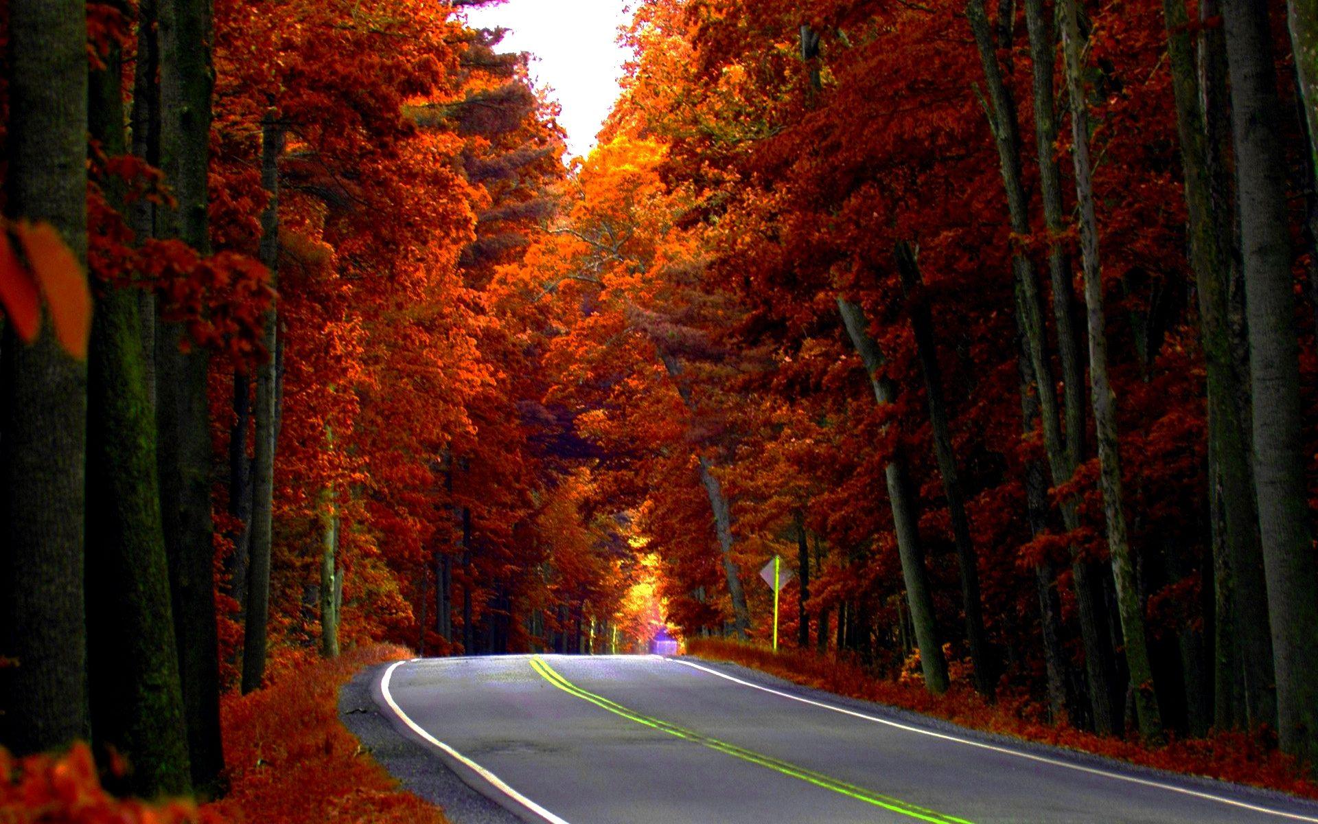 1920x1200 Directory Background, The Trees By The Road, Lx Road