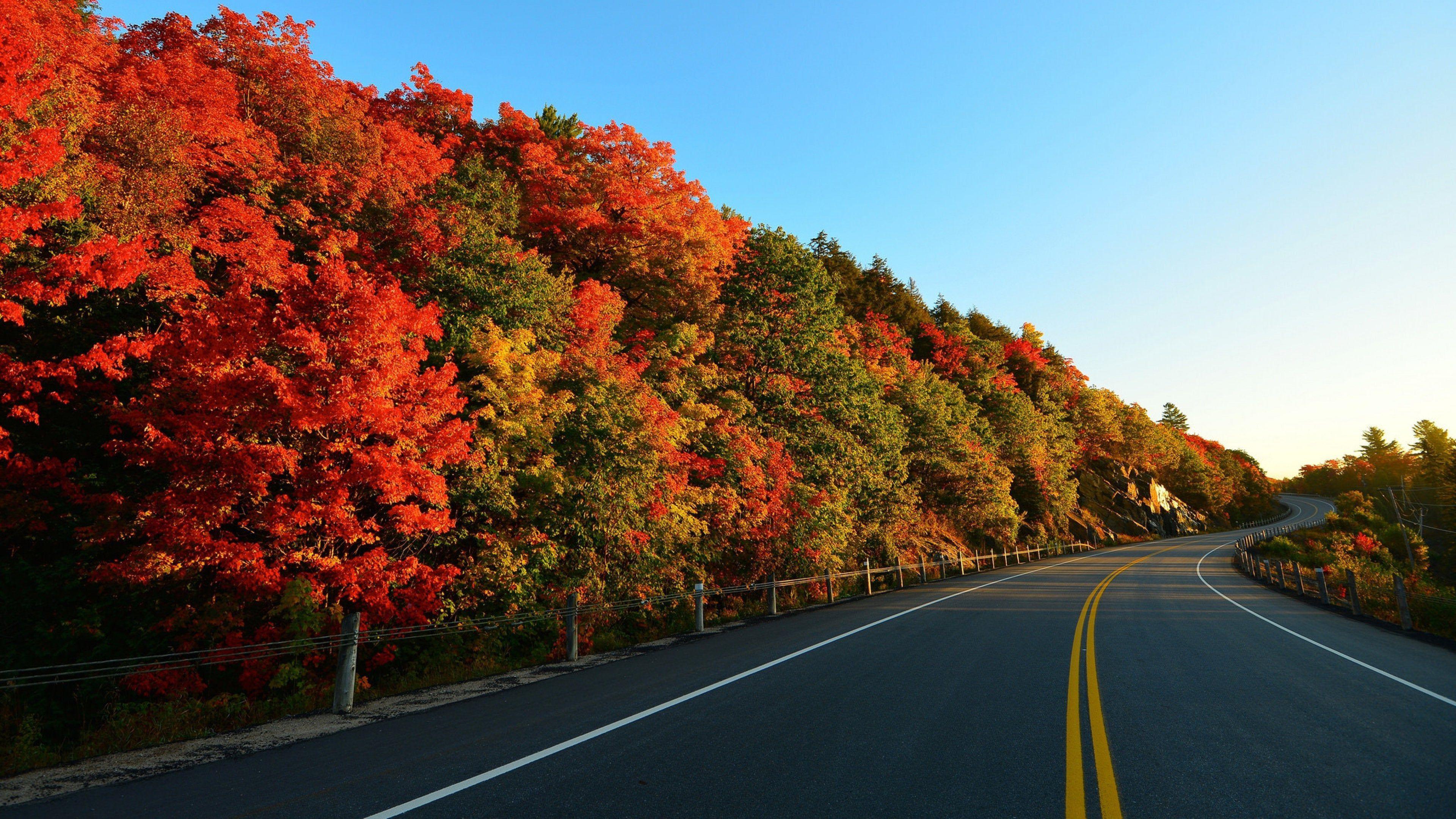 3840x2160 Road With Autumn Trees Wallpaper & Background