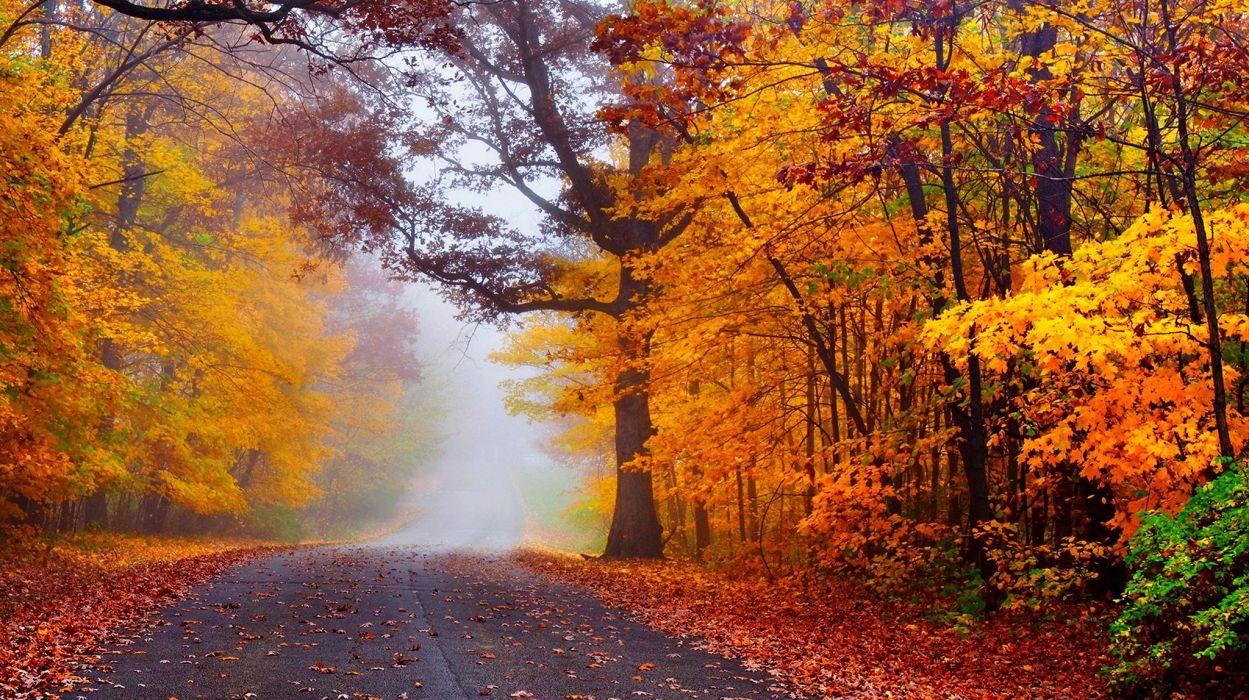 1249x700 Autumn road nature fall trees woods forest mist autumn splendor