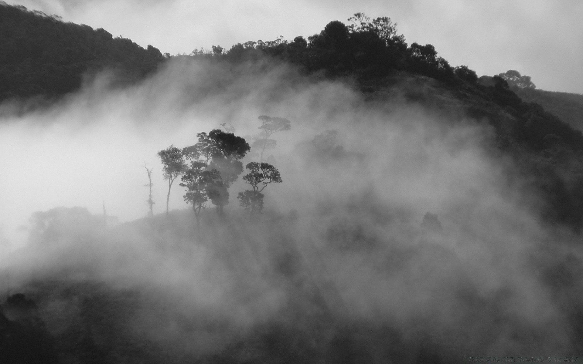 Черно серый дым. Туман. Черный дым. Черный туман. Дым в лесу.