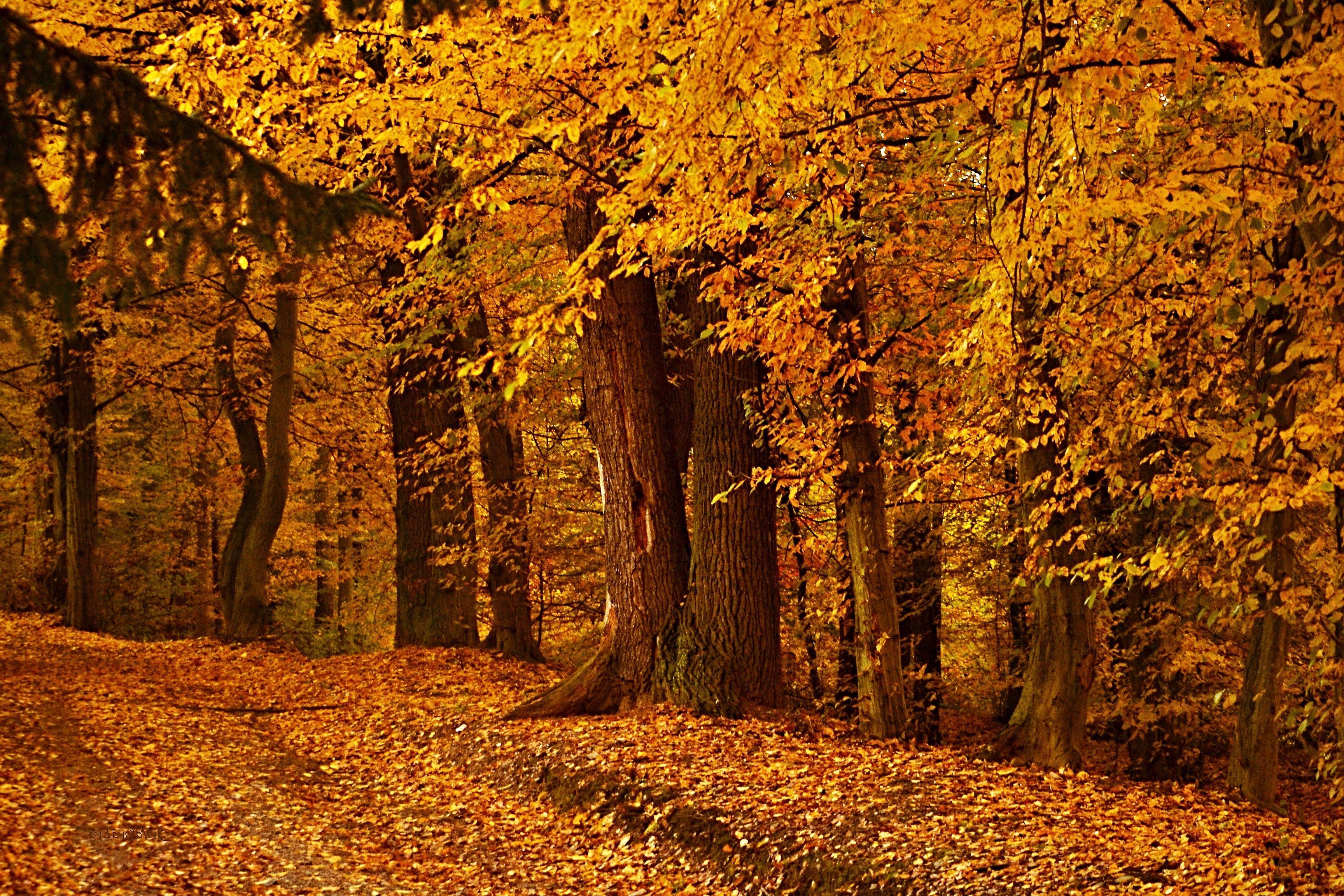 4608x3072 Autumn Wood Wallpaper