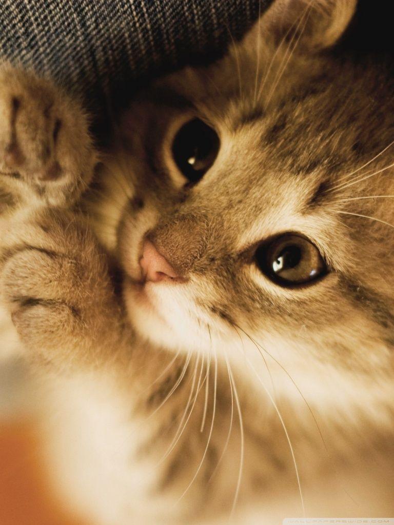 768x1024 Cute Lazy Kitten ❤ 4K HD Desktop Wallpaper for 4K Ultra HD TV