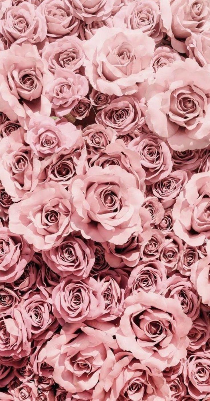 736x1401 Pretty pink mauve roses. Rose gold aesthetic, Pink wallpaper