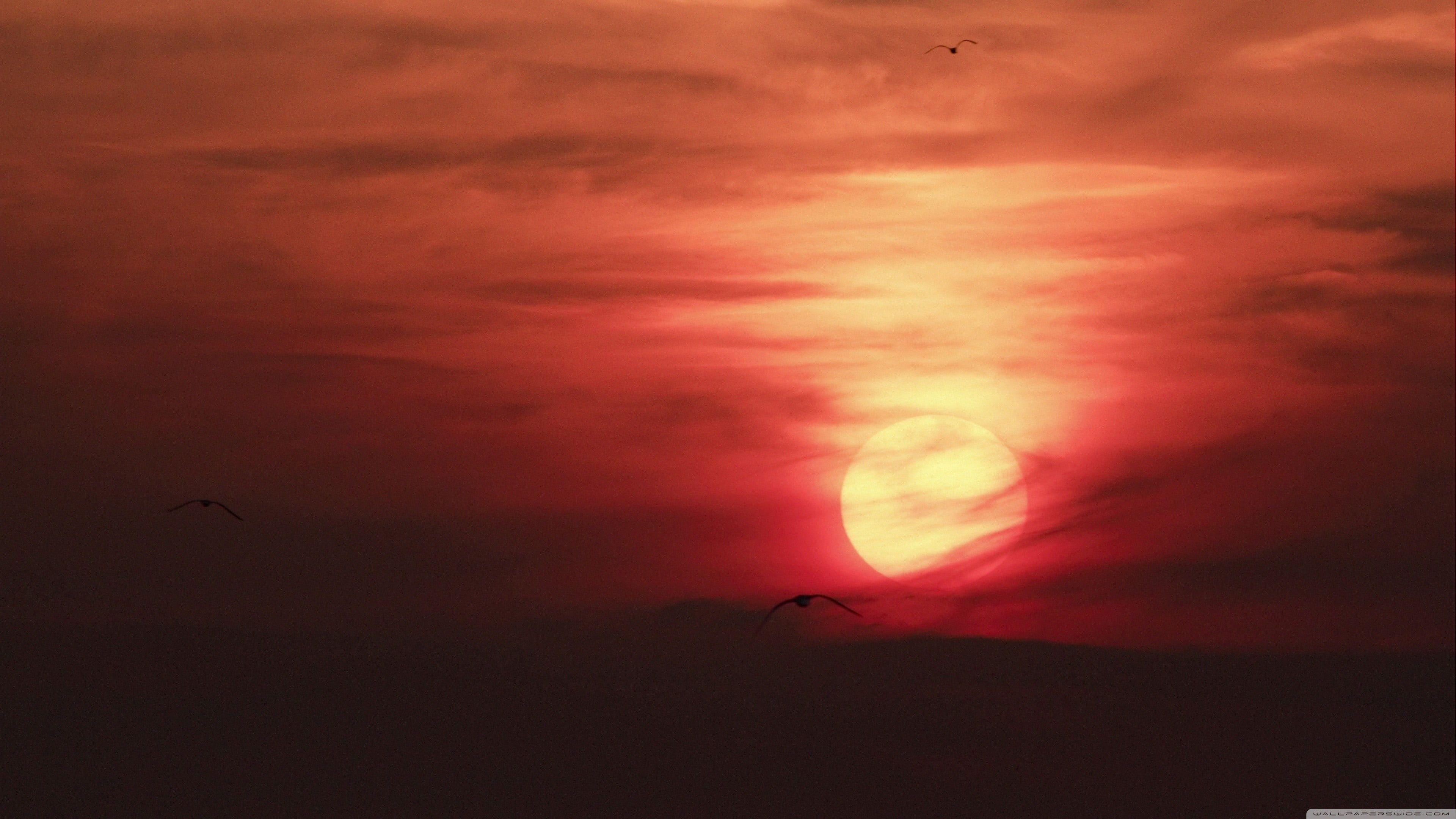 3840x2160 Red sunset scenery, nature, Sun, birds, sky HD wallpaper