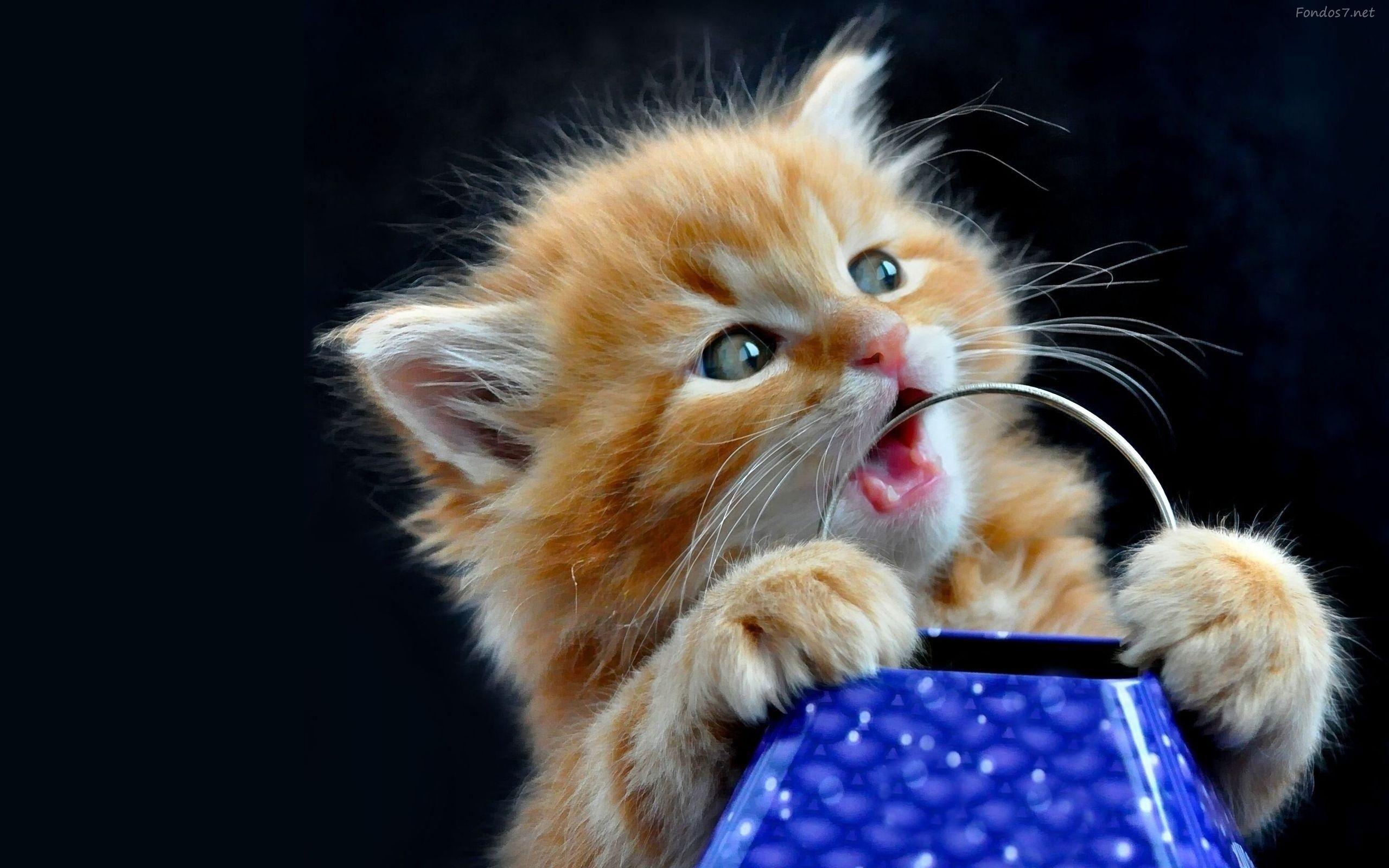 2560x1600 Fondo Gatito de Ale ツ. Fondo Gatito de Ale ツ