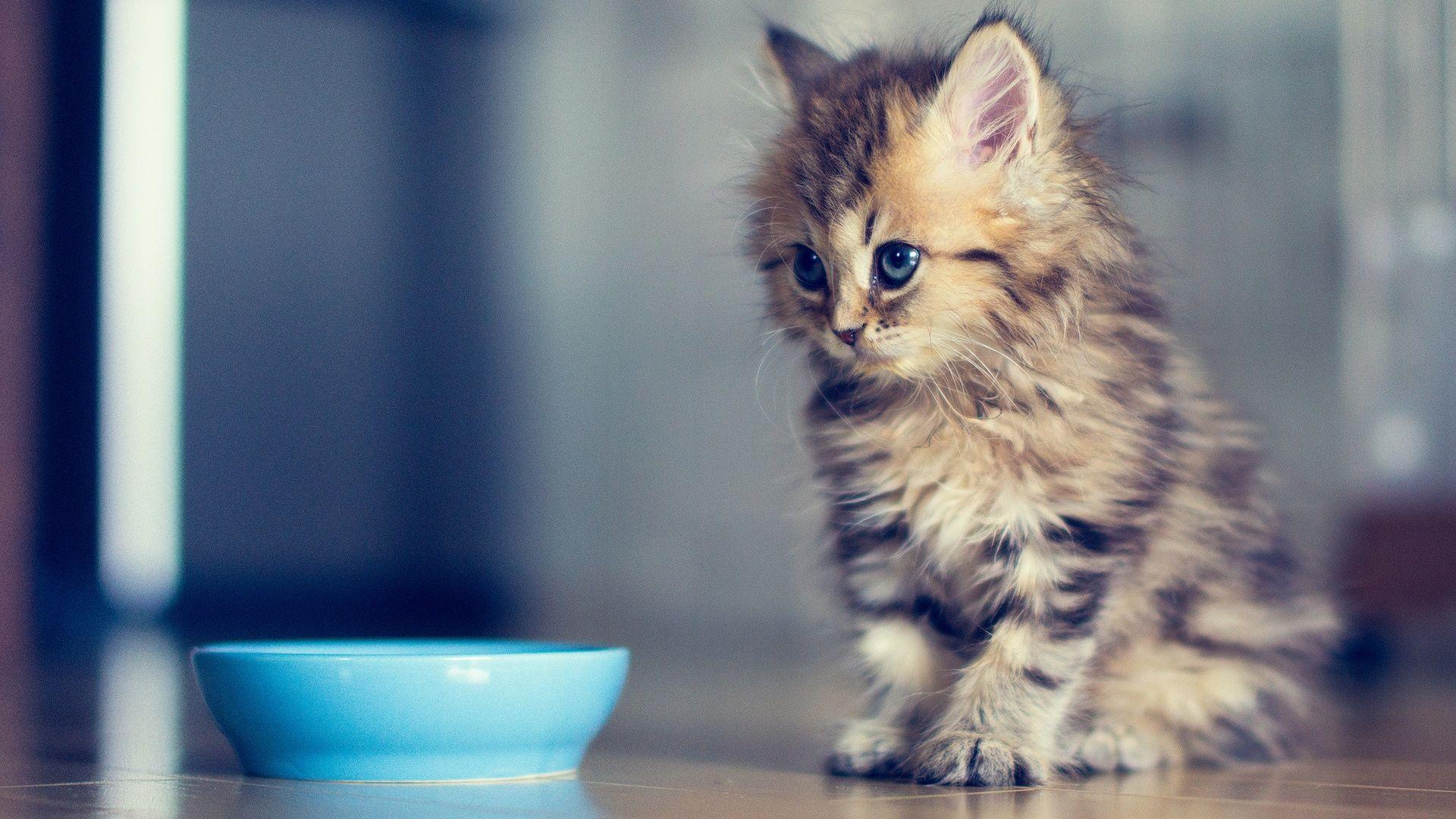 1920x1080 Kitten Desktop Wallpaper