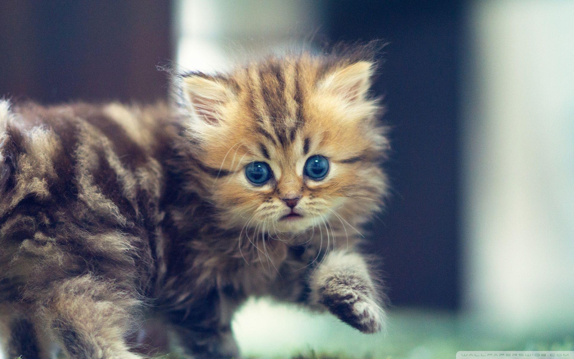 1920x1200 Cute Funny Kitten ❤ 4K HD Desktop Wallpaper for 4K Ultra HD TV