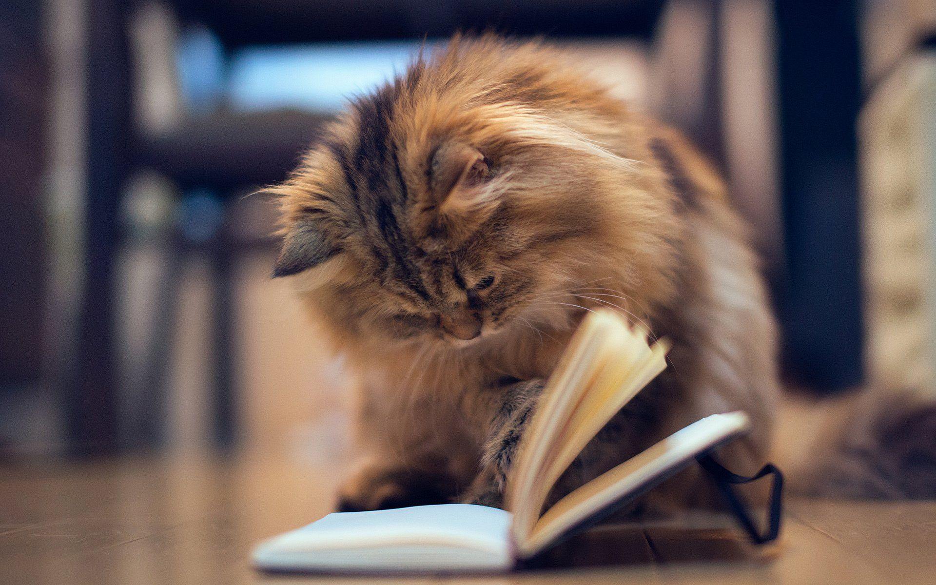 1920x1200 Cute Kitten Wallpaper HD