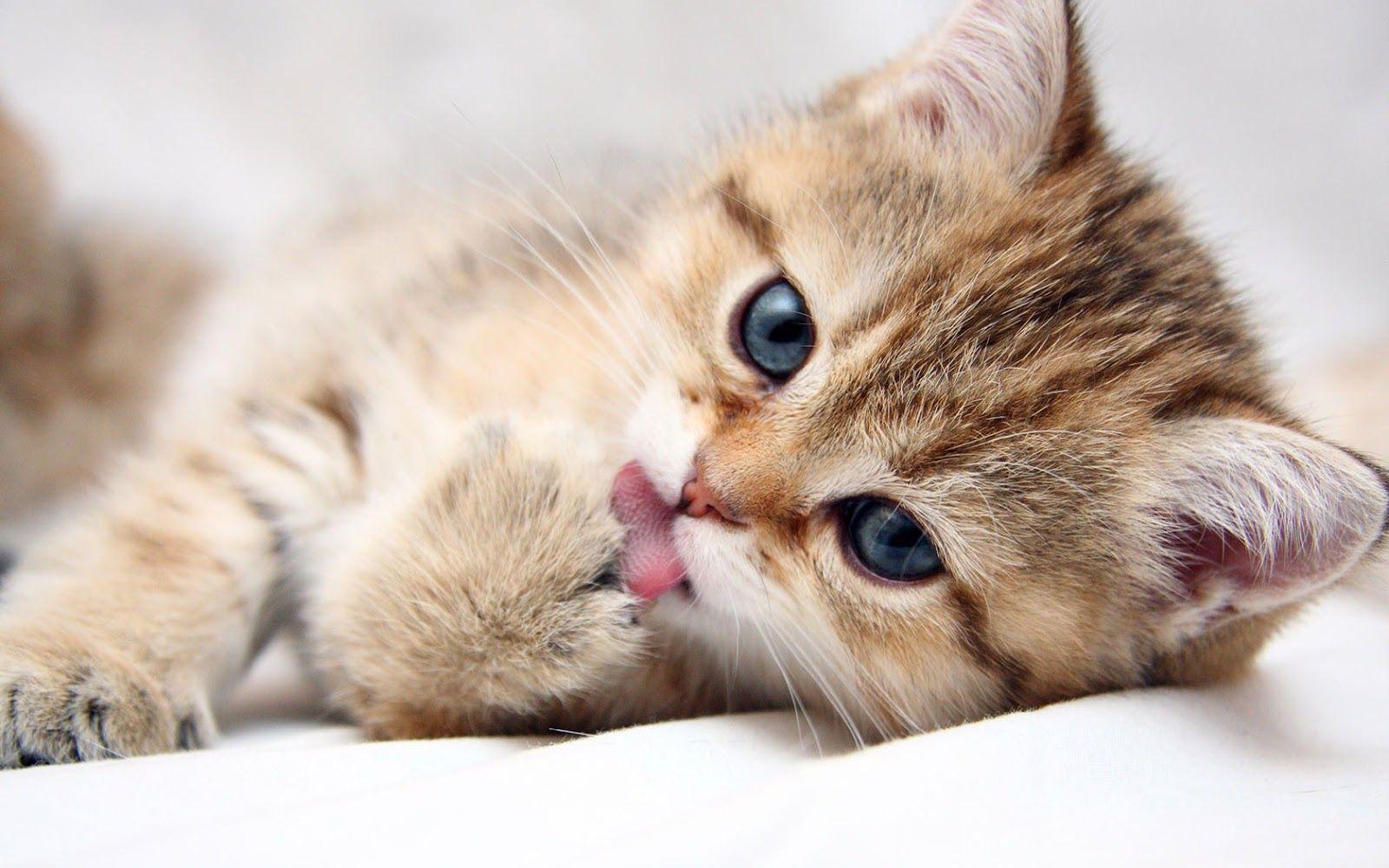 1600x1000 Desktop Pics Of Cute Kittens And Cats