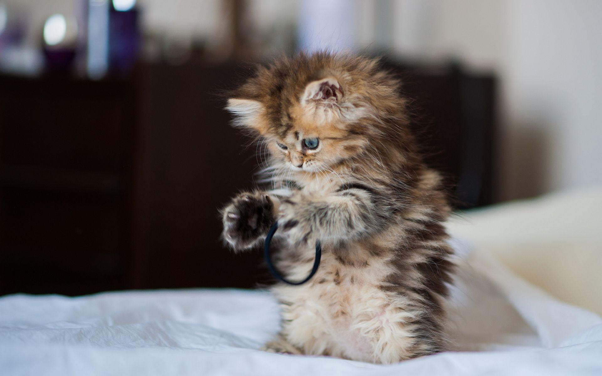 1920x1200 Funny Cat Playing 50 Desktop Wallpaper .