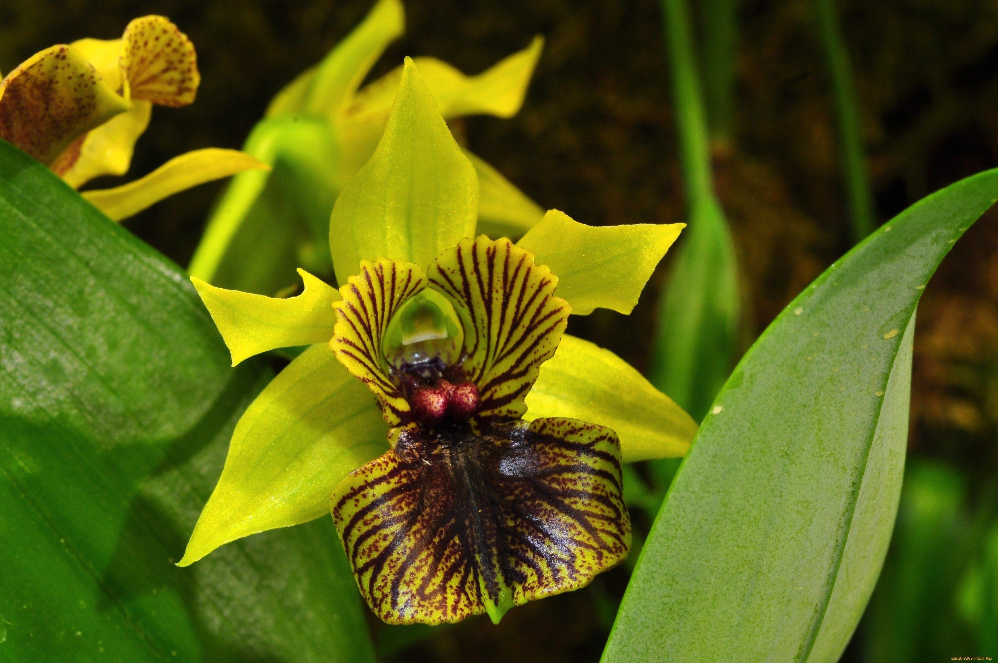 3200x2125 Shenzhen Nongke Orchid High Definition Wallpaper