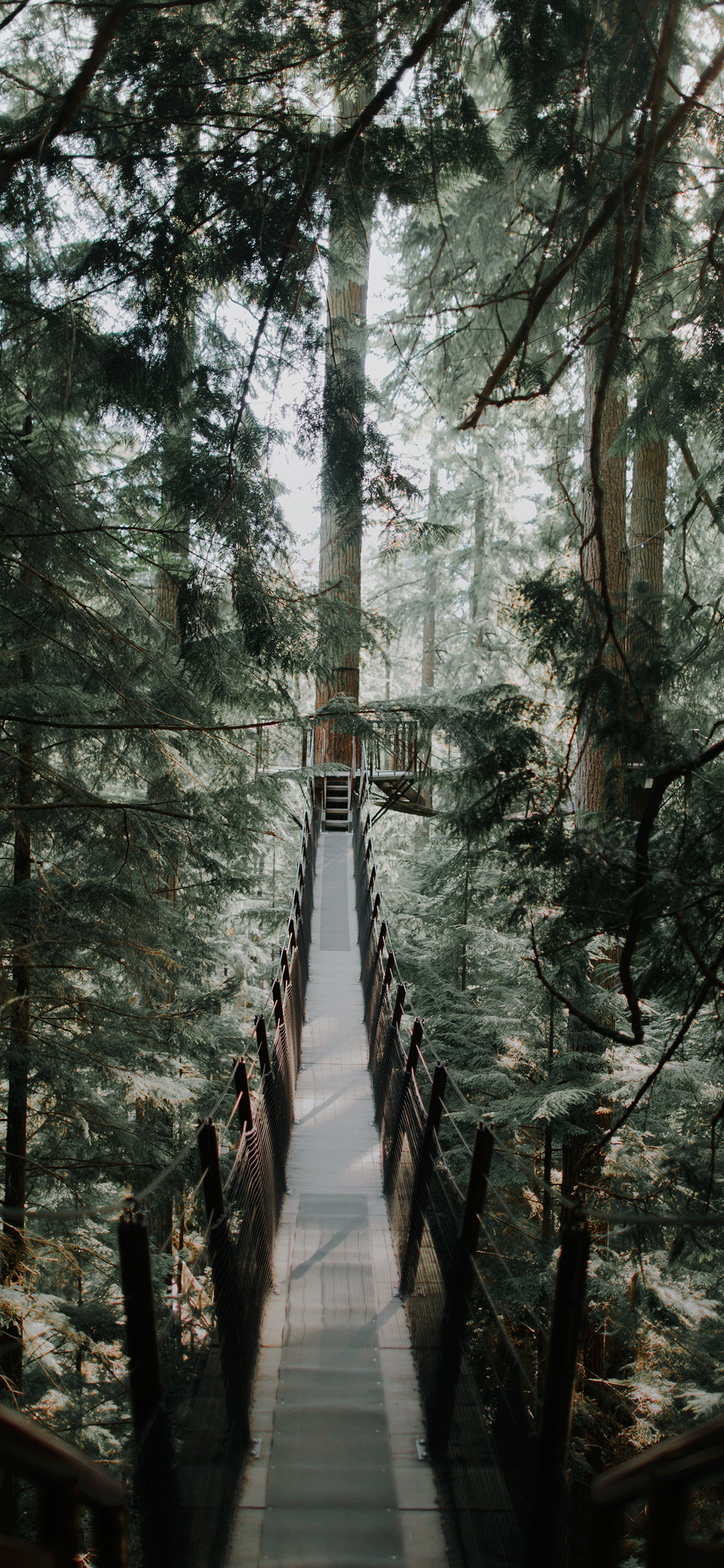 1242x2688 Bridge Wallpaper for iPhone X, 6