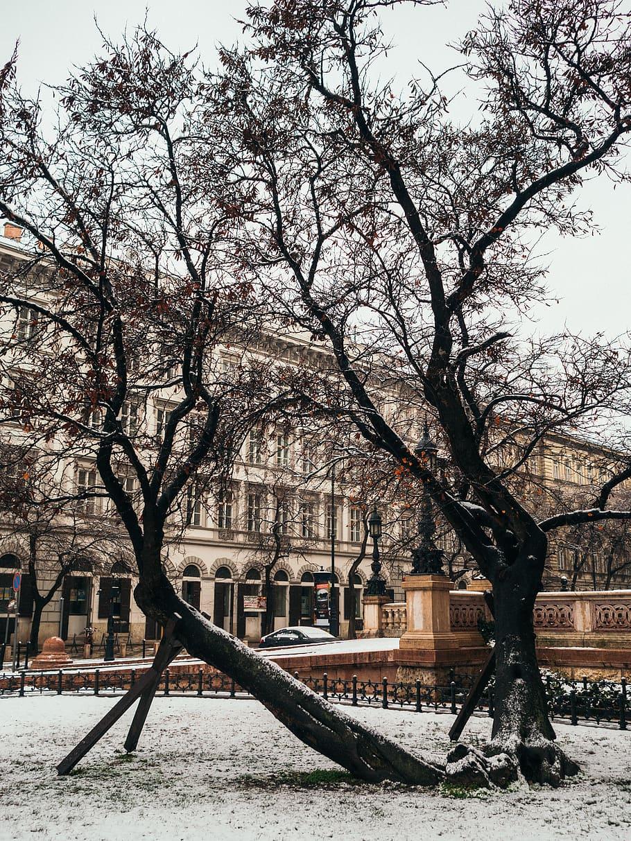 910x1213 HD wallpaper: budapest, hungary, luca dugaro, snow, trees, winter, christmas