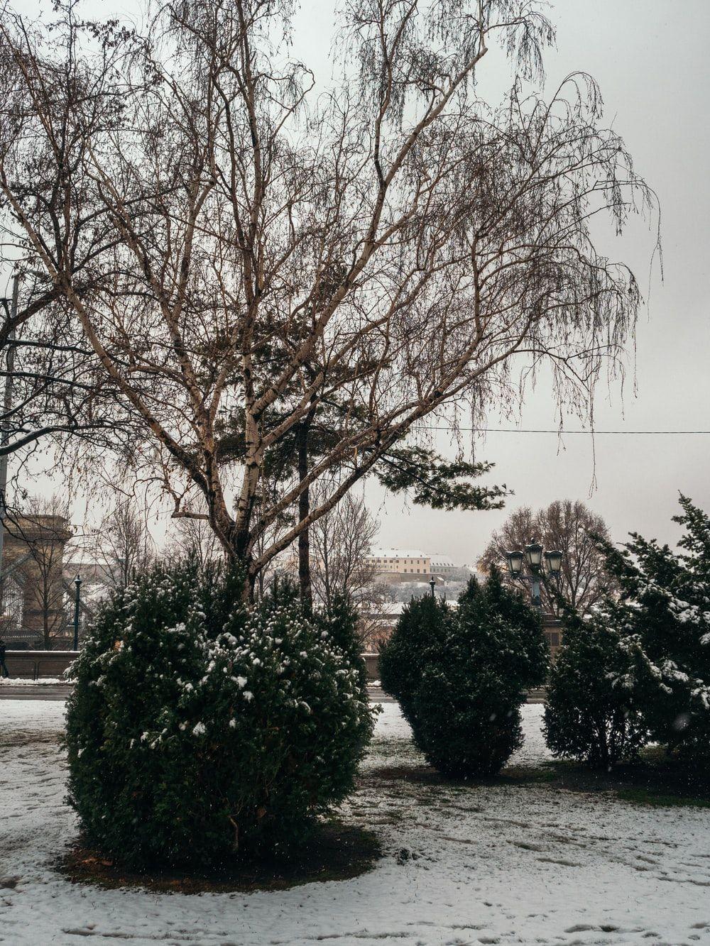 1000x1333 Free Budapest Image