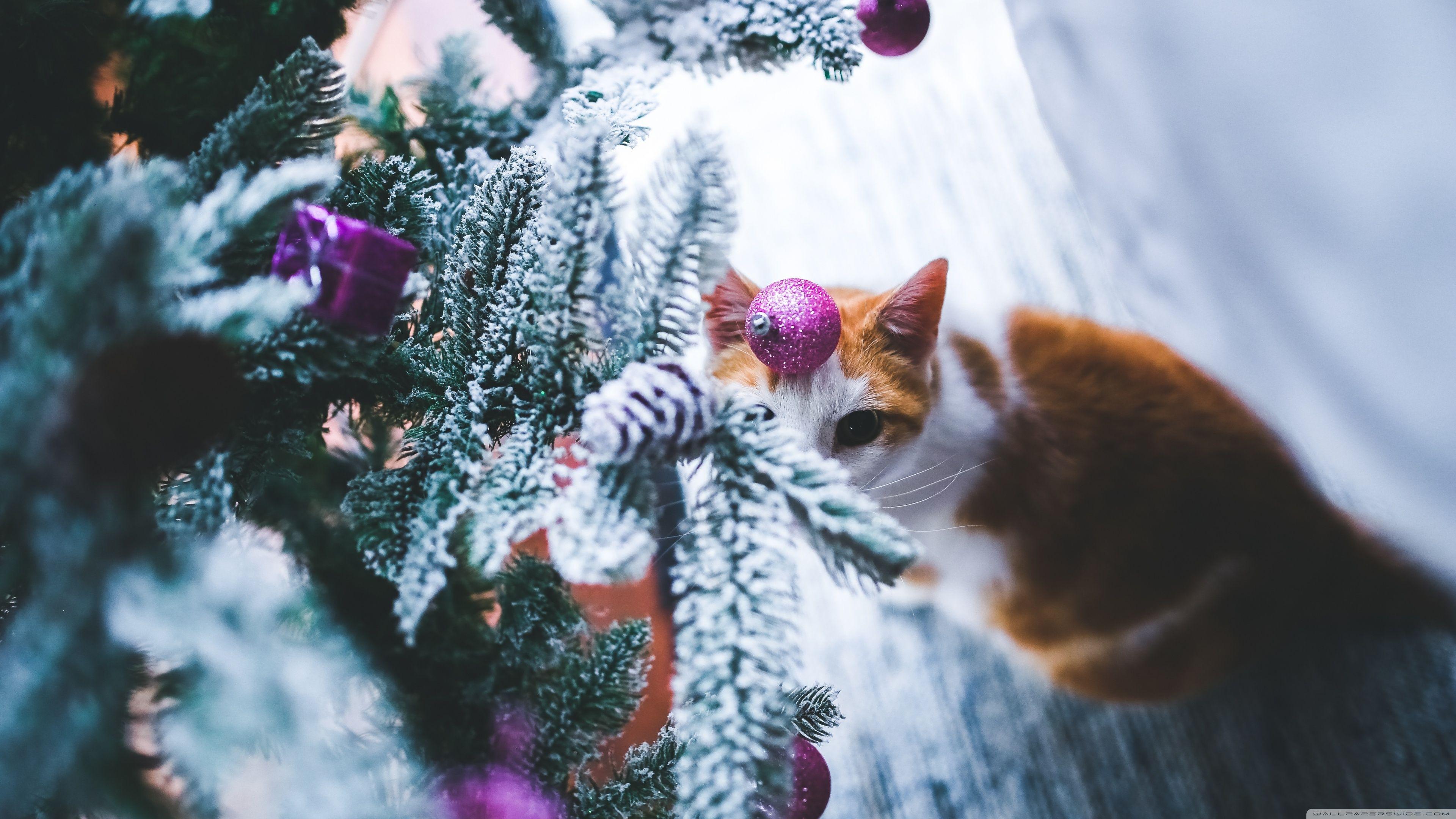 3840x2160 Cat under Christmas Tree ❤ 4K HD Desktop Wallpaper for 4K Ultra HD