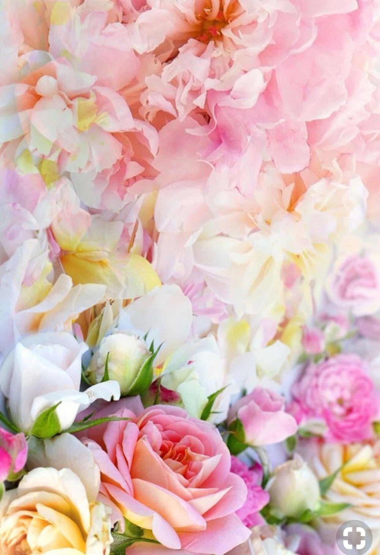 Pink and White Flower Wallpapers - Top Free Pink and White Flower