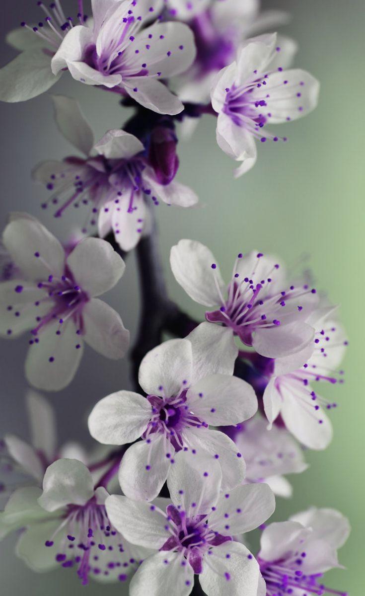 Purple And White Flower Wallpapers Top Free Purple And White Flower Backgrounds Wallpaperaccess