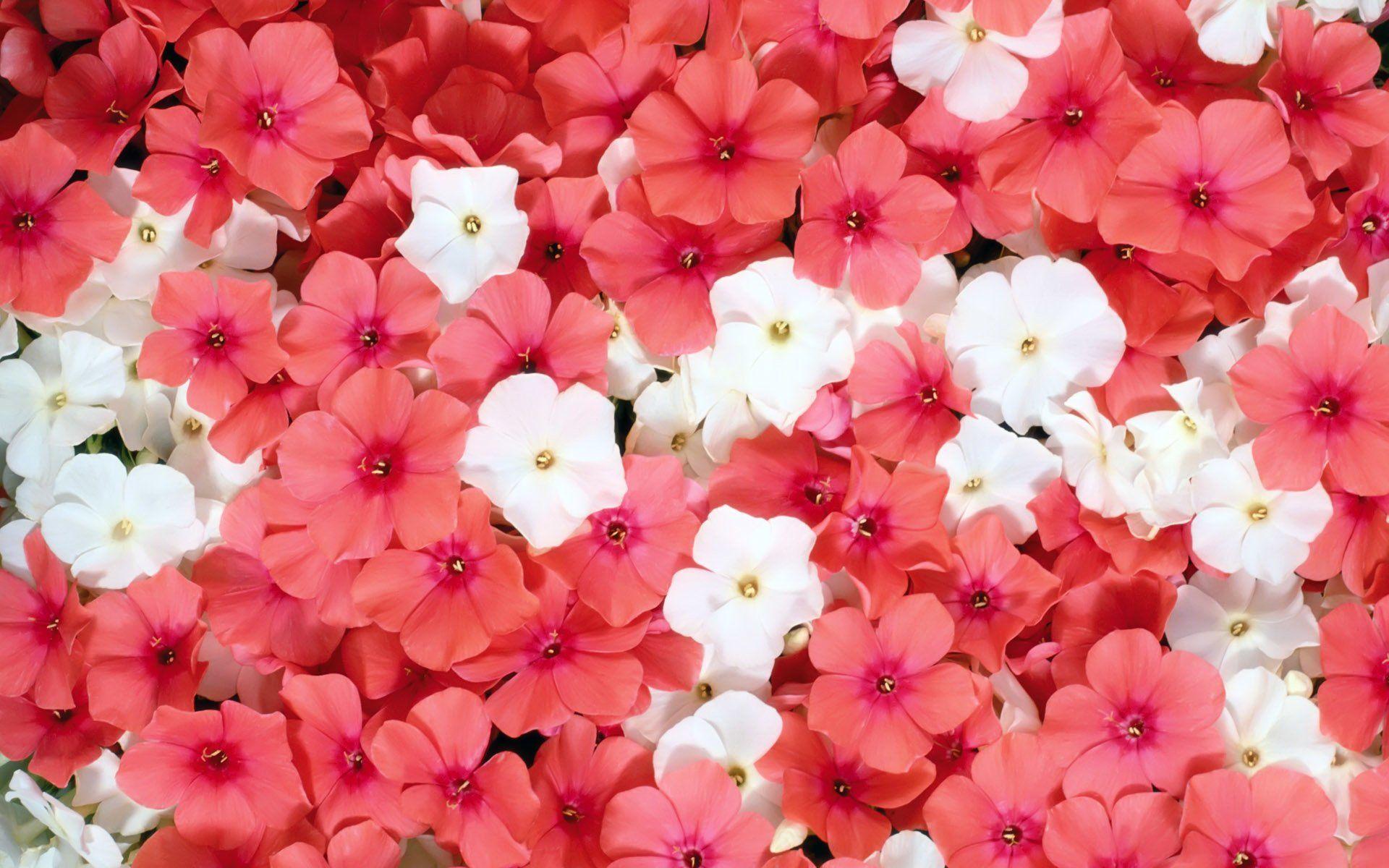 Pink and White Flower Wallpapers - Top Free Pink and White Flower