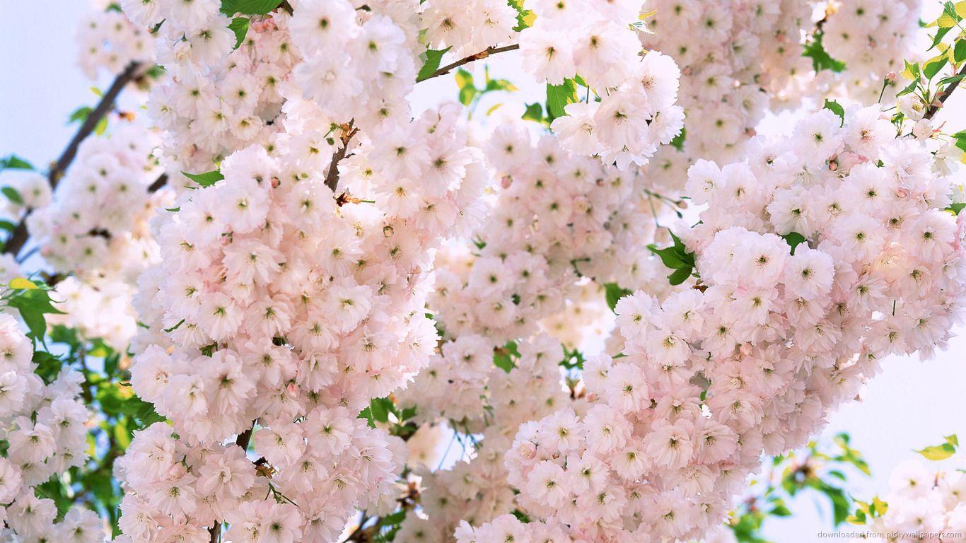 1366x768 white and pink flower wallpaper and White Flowers