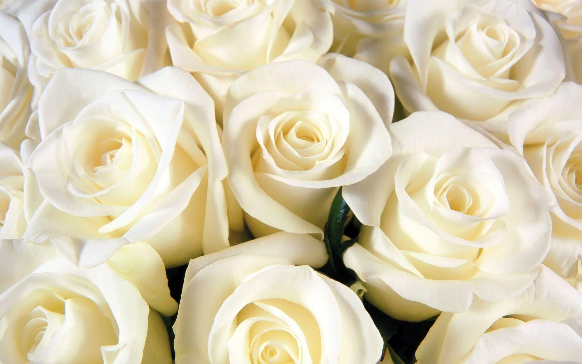 1920x1200 White Roses Background
