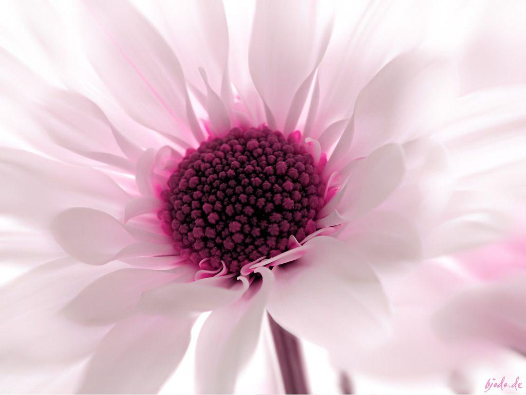 Pink and White Flower Wallpapers - Top Free Pink and White Flower Backgrounds - WallpaperAccess