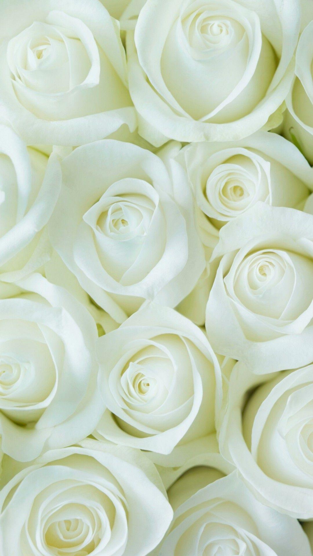 1080x1920 White Rose iPhone Wallpaper