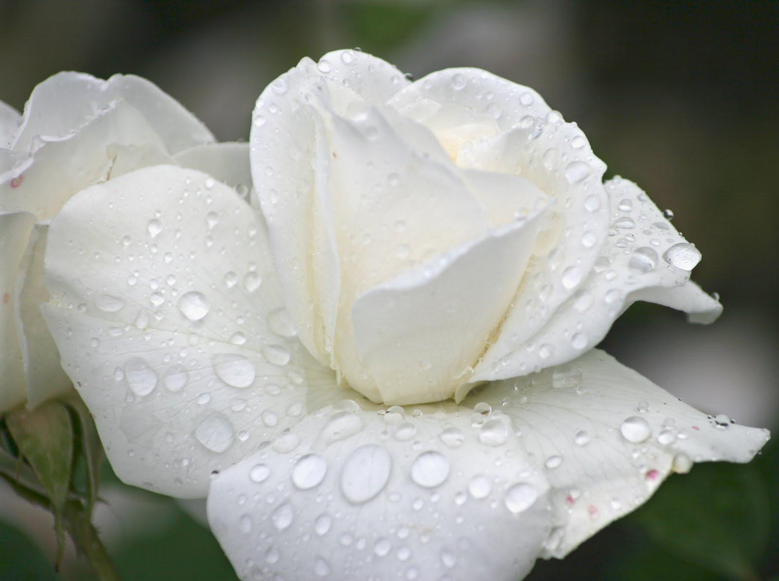 1600x1192 Free download New White Rose Flowers Wallpaper Entertainment Only