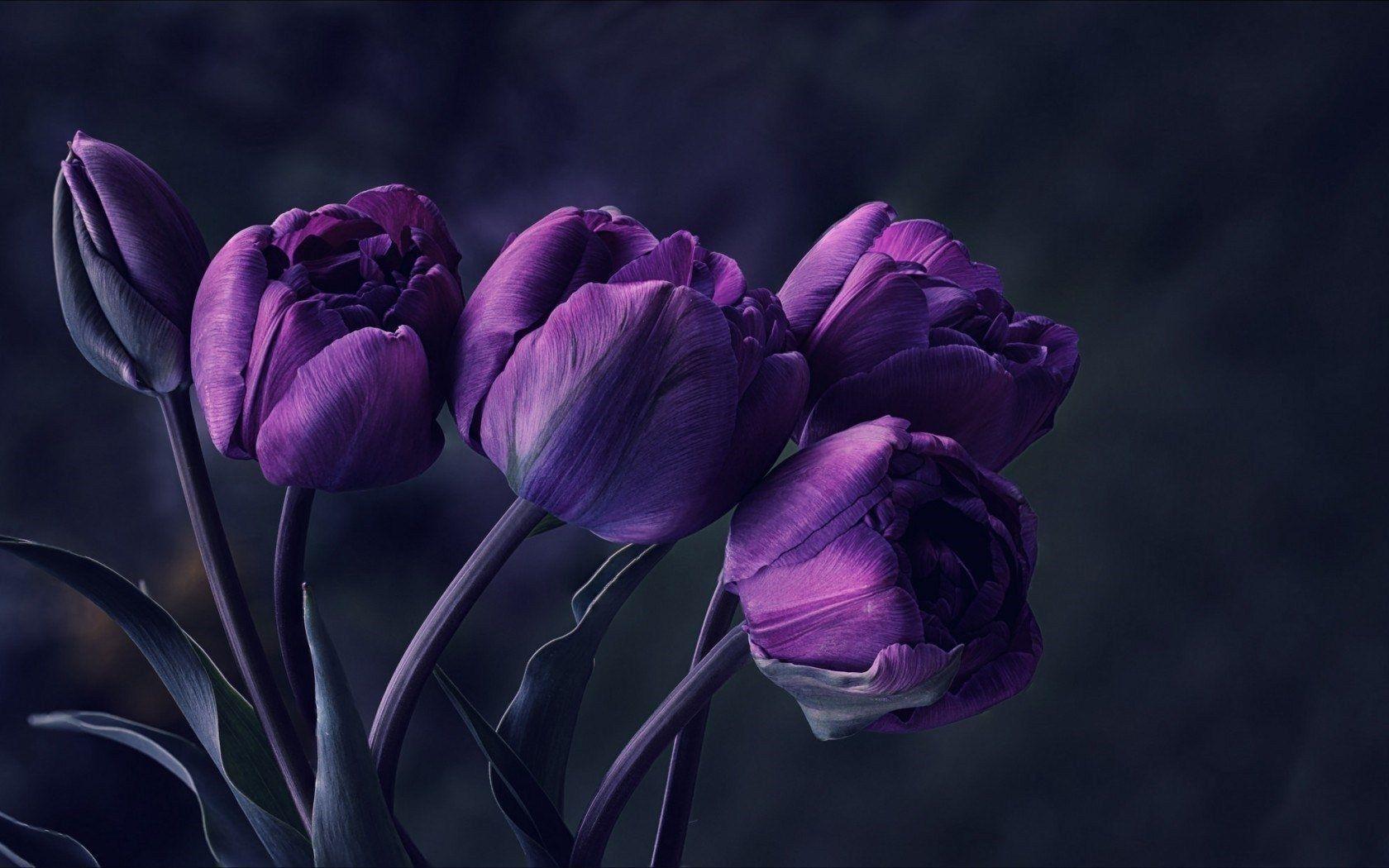 1680x1050 Dark Red Tulips Flowers Wallpaper New White Flower Tulip