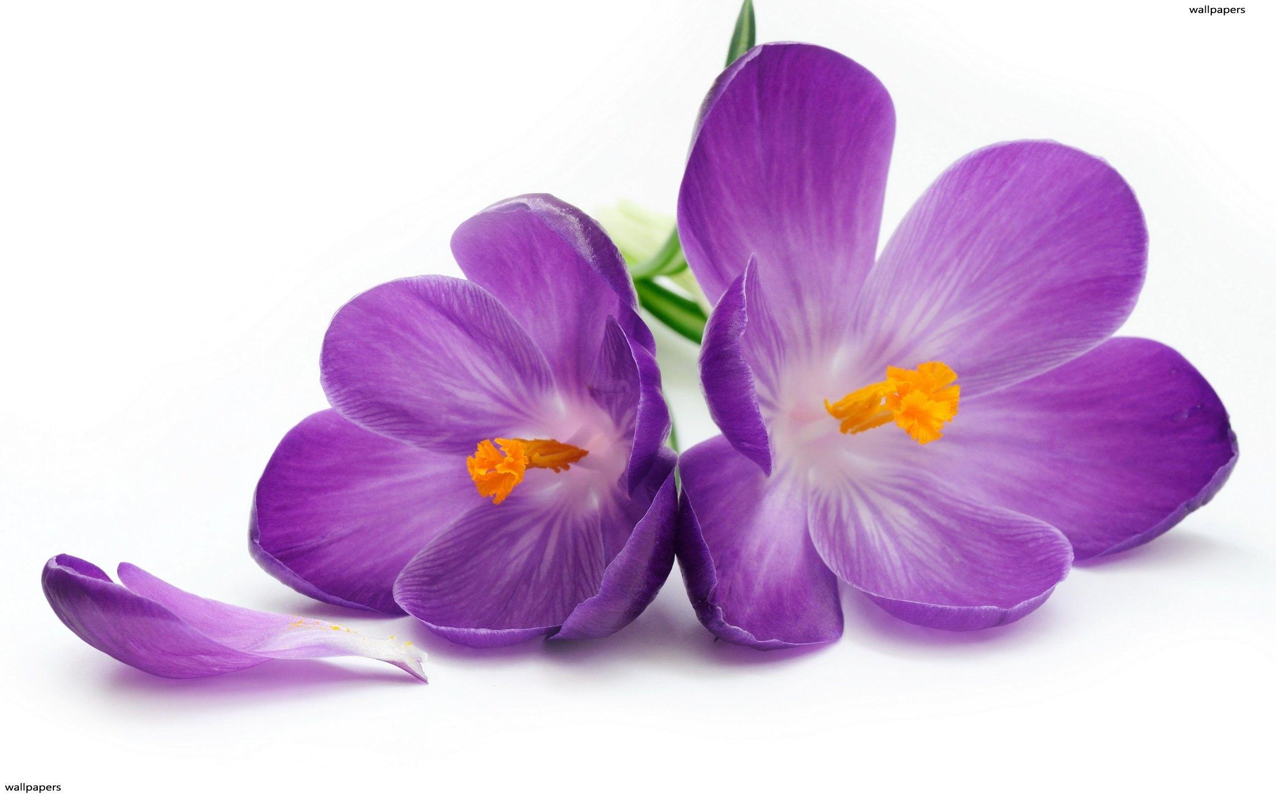 2560x1600 Purple Flower White Background