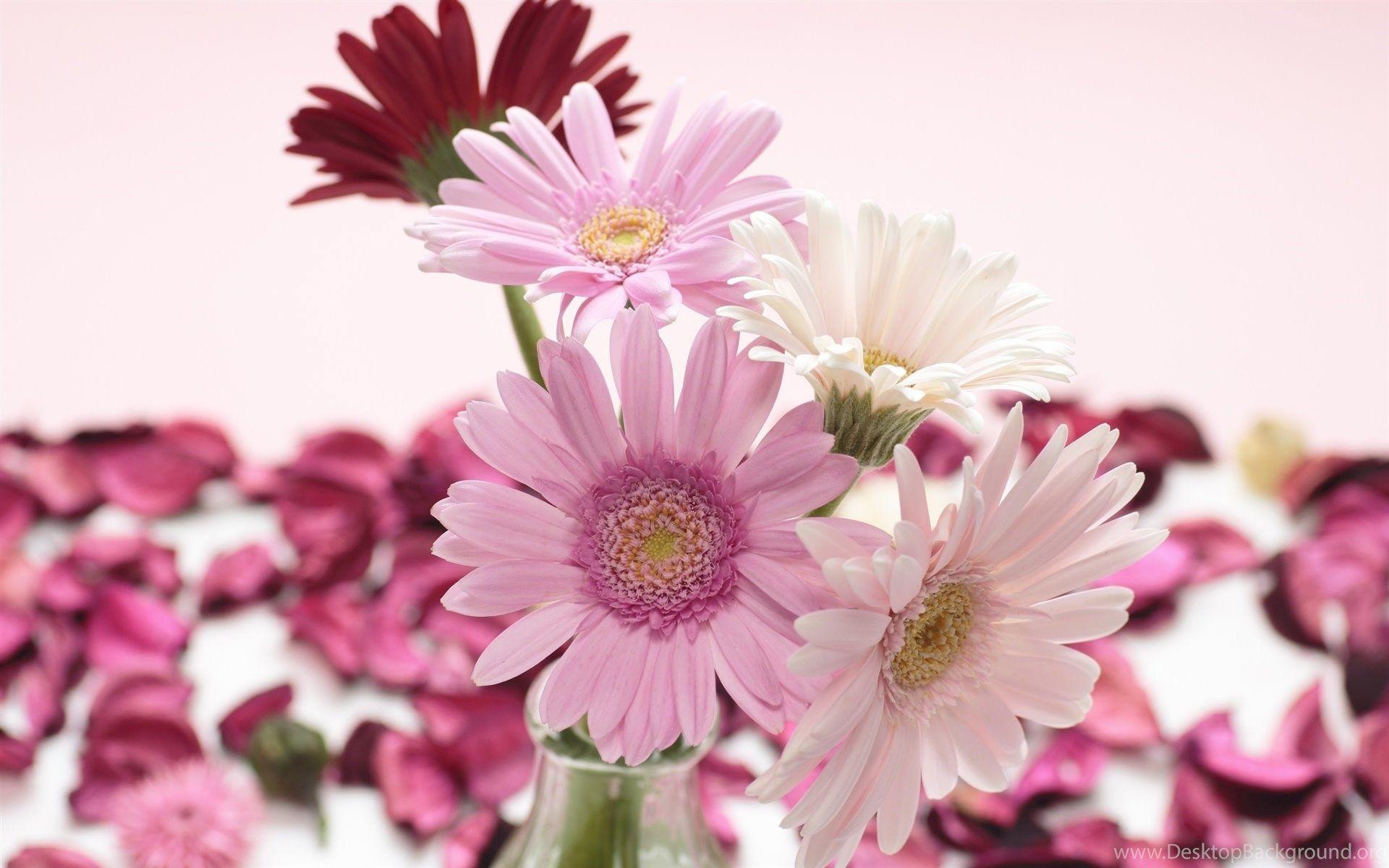 Pink and White Flower Wallpapers - Top Free Pink and White Flower Backgrounds - WallpaperAccess