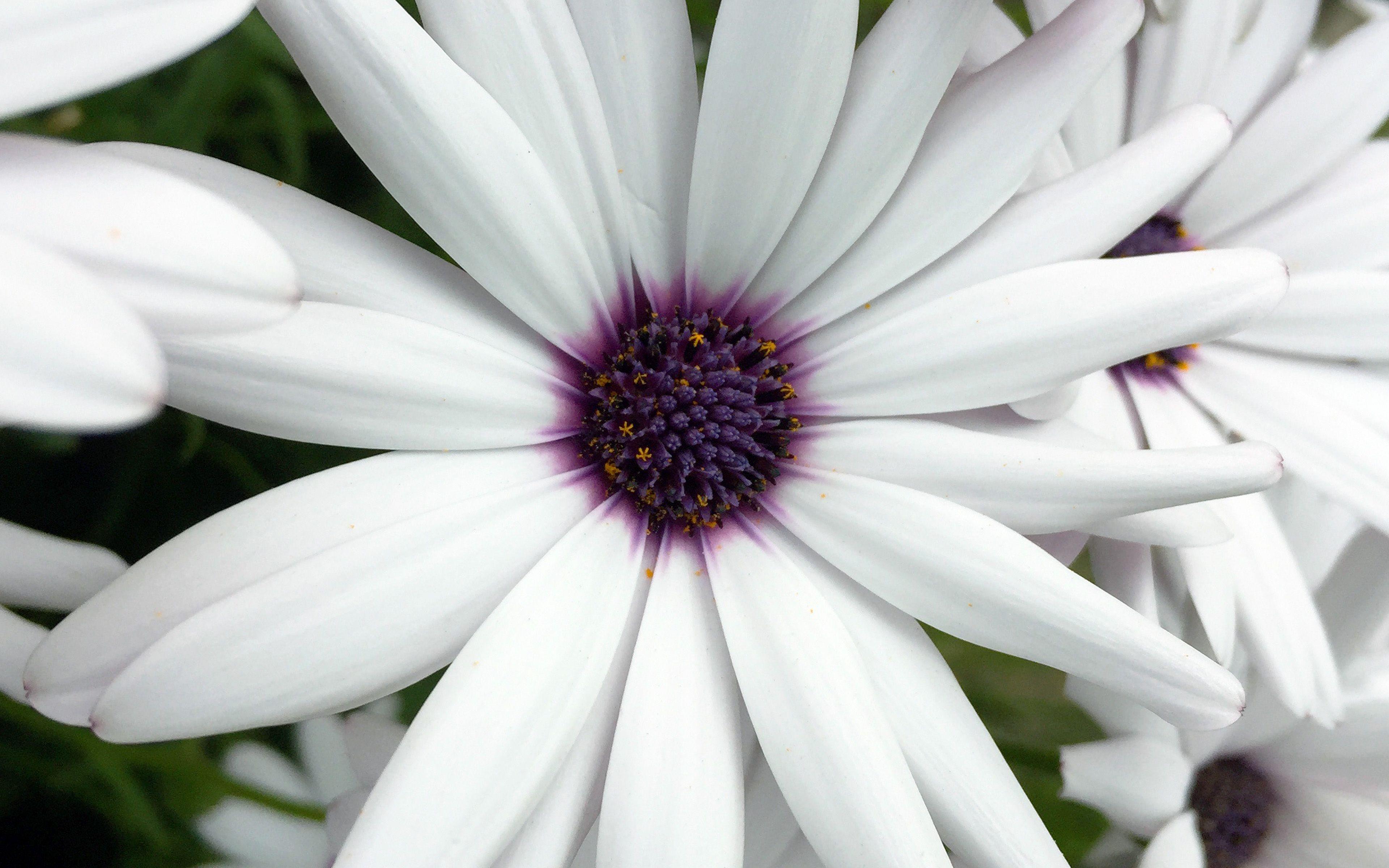 3840x2400 Flower Purple White Spring Nature Wallpaper