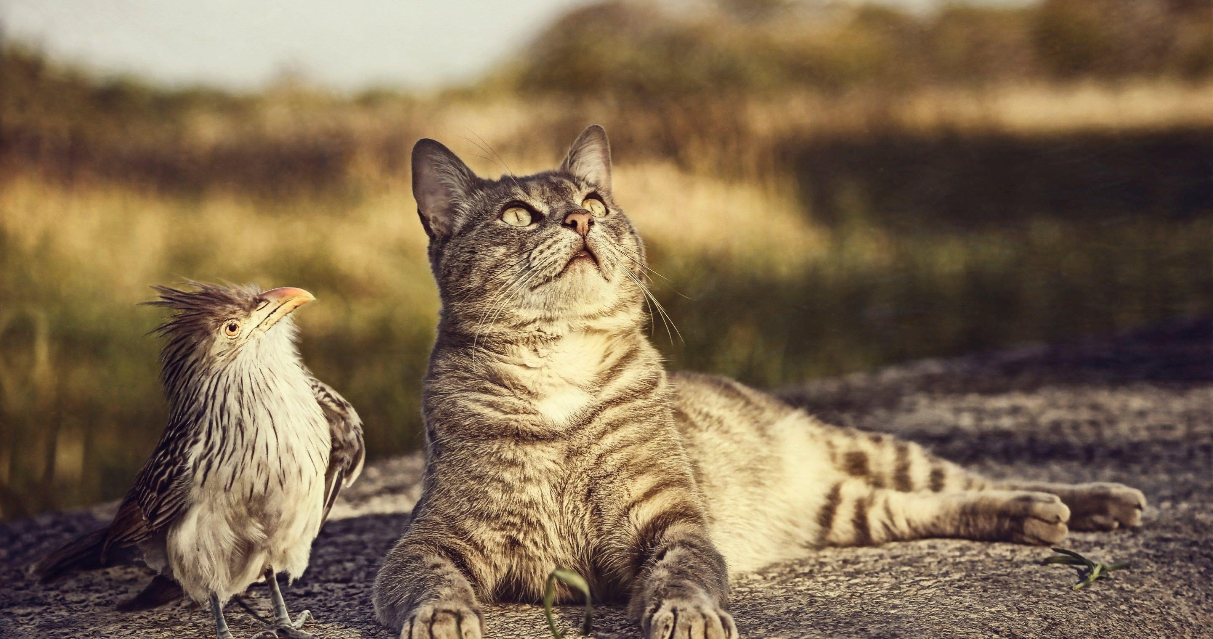 4096x2160 cat and bird 60 4k ultra HD wallpaper High quality walls