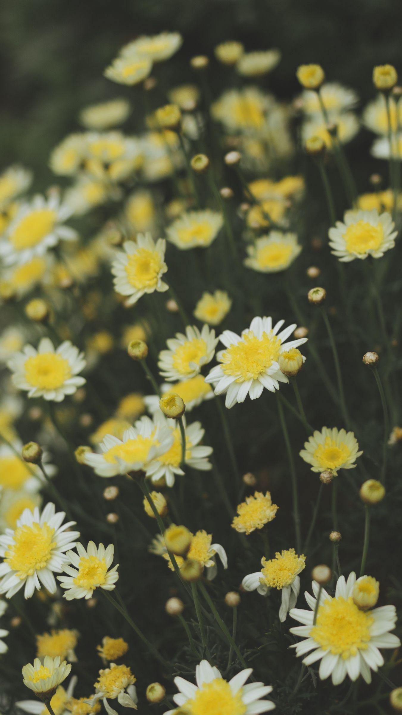 1350x2400 Download wallpaper 1350x2400 oxeye daisy, chamomile, flowers