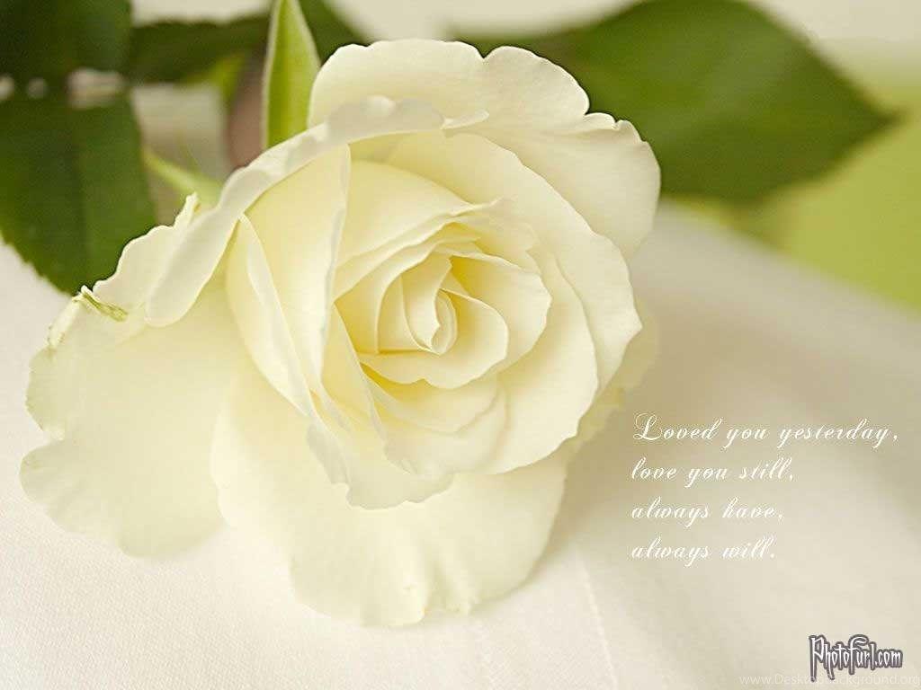 1024x768 Flowers For White Rose Flower Wallpaper For Desktop Desktop