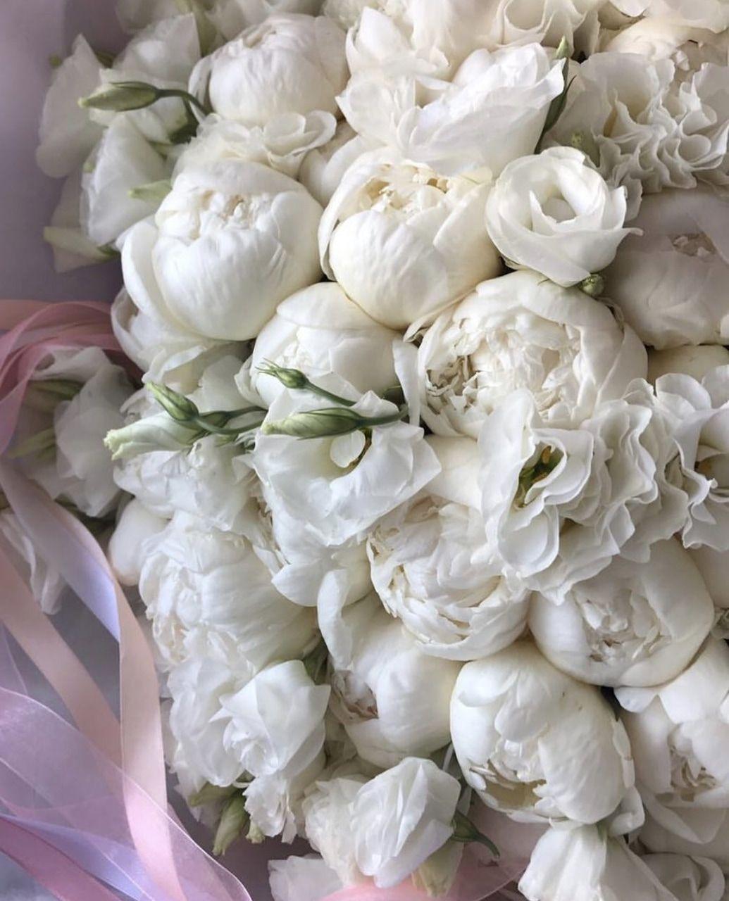 White Peonies Wallpapers Top Free White Peonies Backgrounds