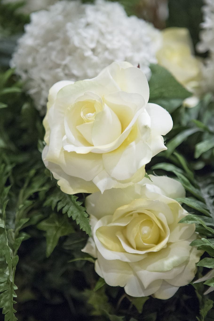 White Roses Flowers Wallpapers Top Free White Roses Flowers