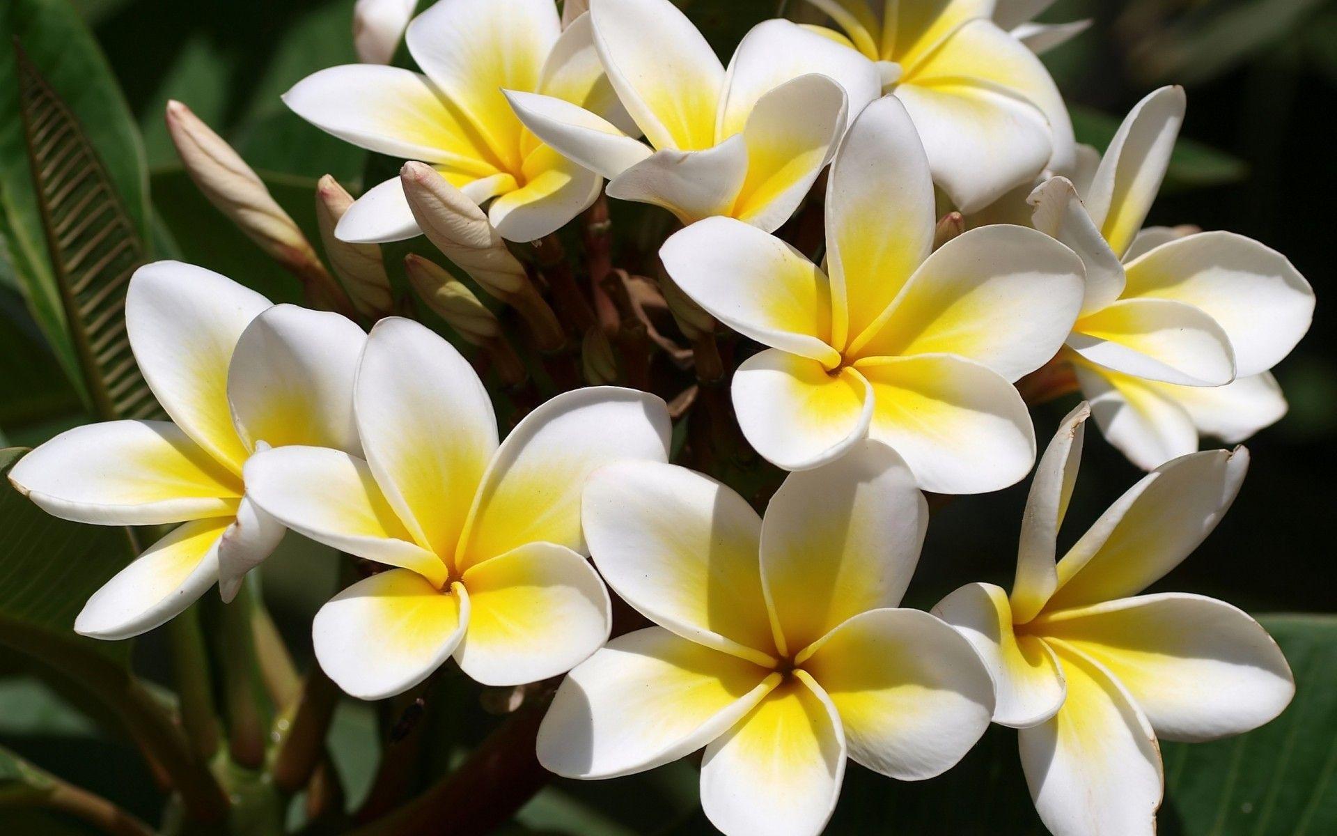1920x1200 Flowers Plumeria frangipani white yellow wallpaperx1200