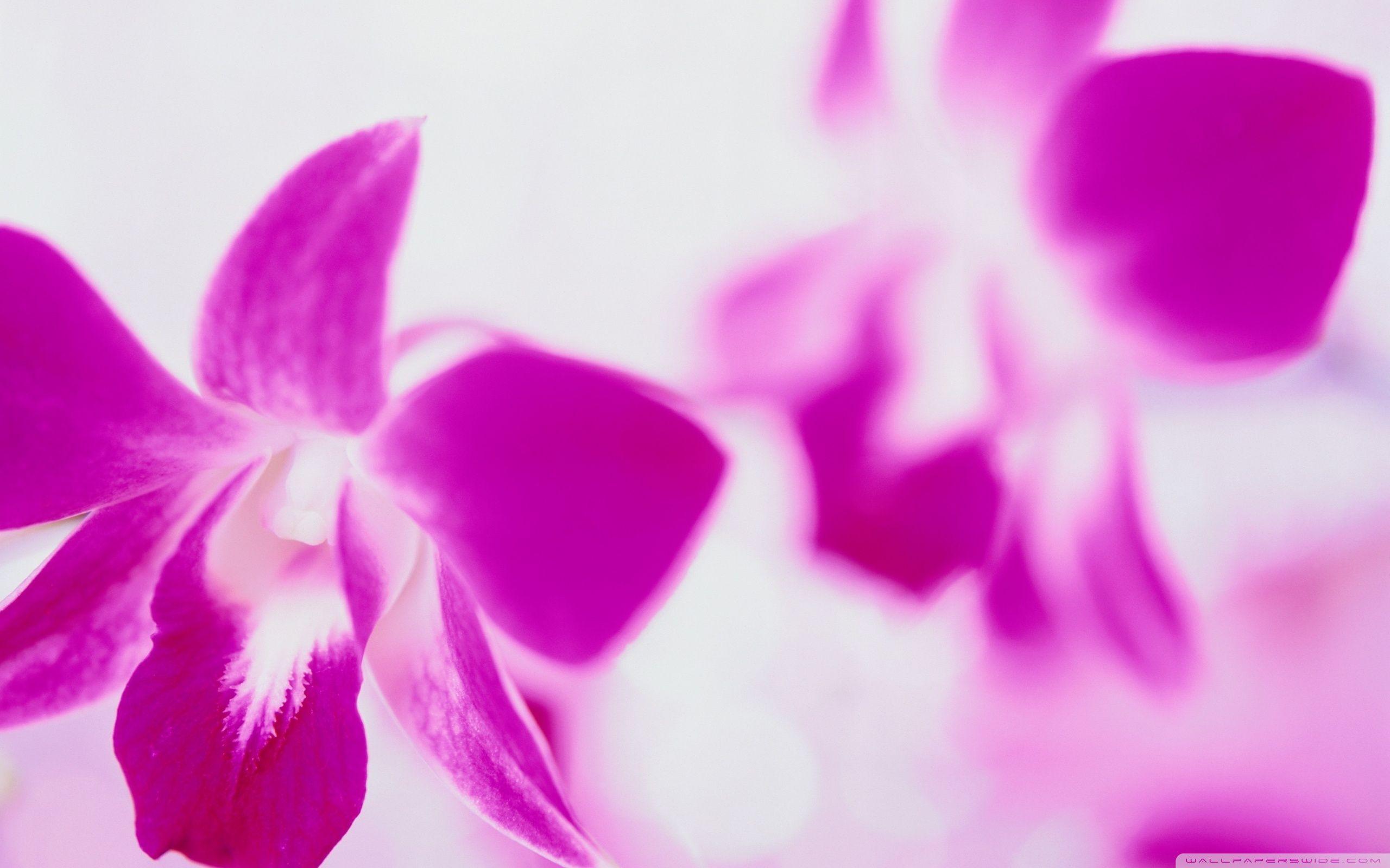 2560x1600 Wallpaper Description Pink And Purple Flowers. Quatorze Tag Stop