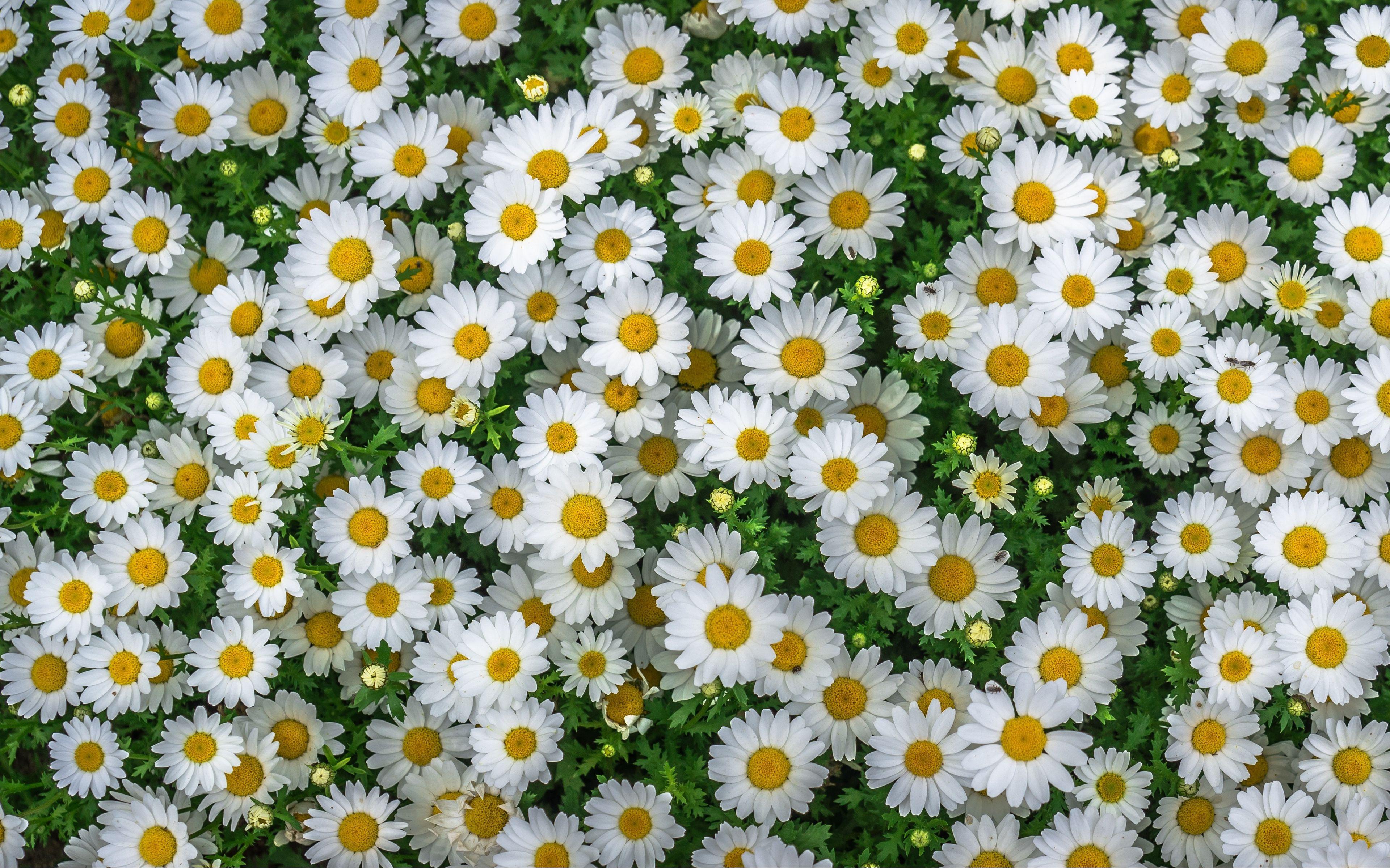 Yellow and White Flower Wallpapers - Top Free Yellow and White Flower