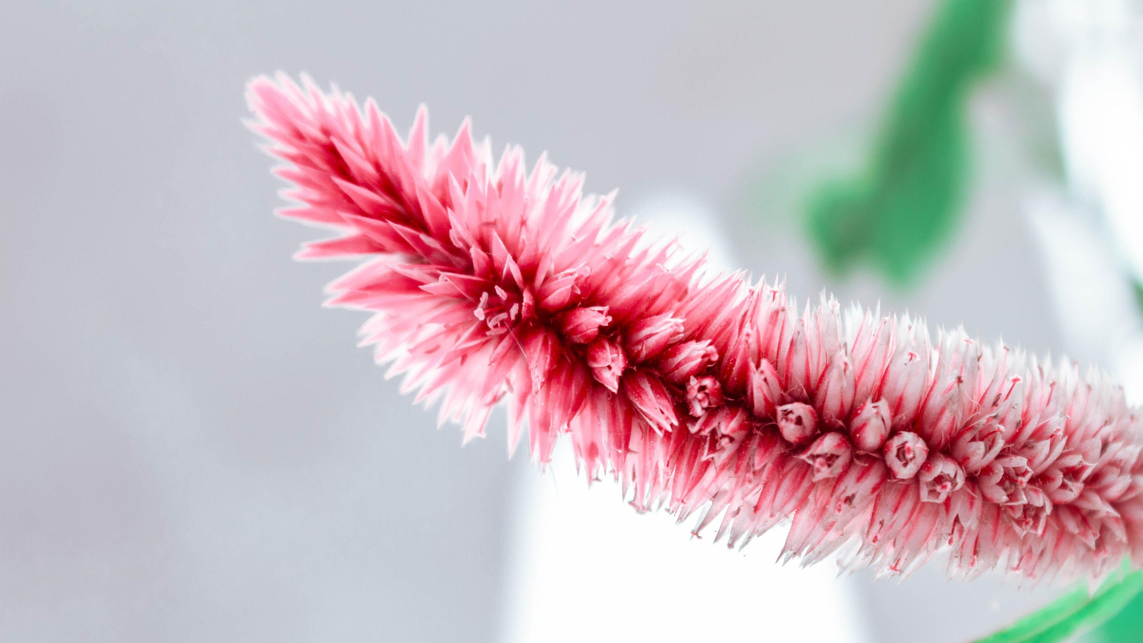 3840x2160 Wallpaper pink, white, flower, 5K, Nature