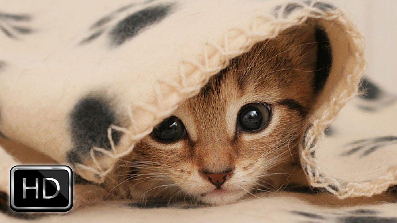 1280x720 Cute Kitten VS Blanket. Too Cute!